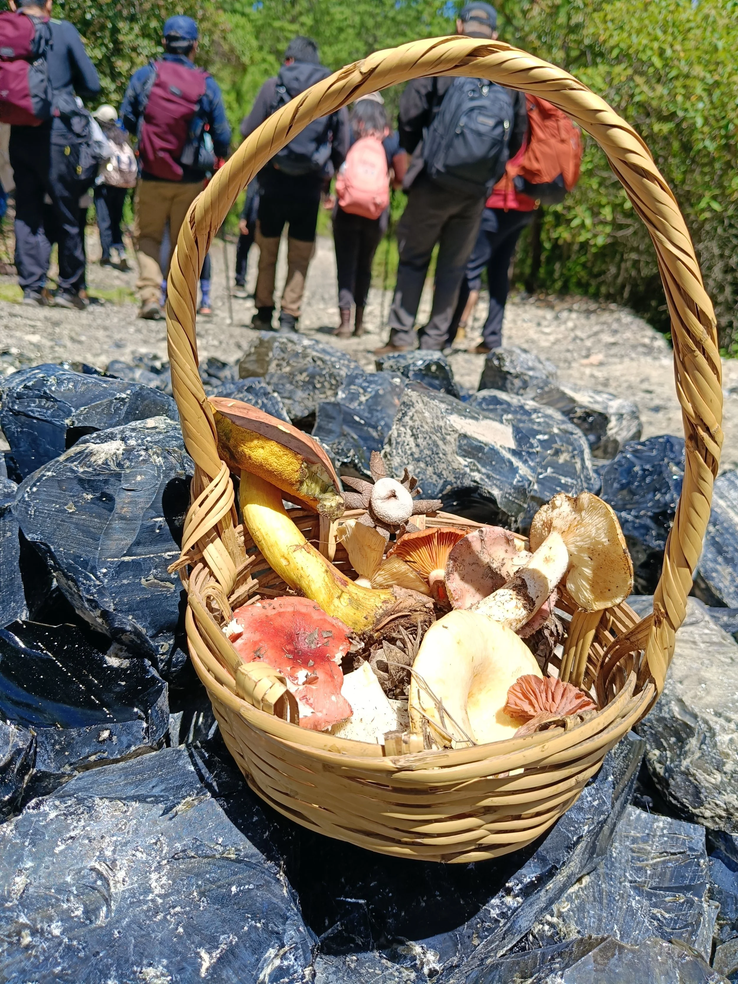 Cesta con hongos y setas en primer plano, sobre piedras negras y grava, con grupo de personas caminando en el fondo en un sendero rodeado de vegetación