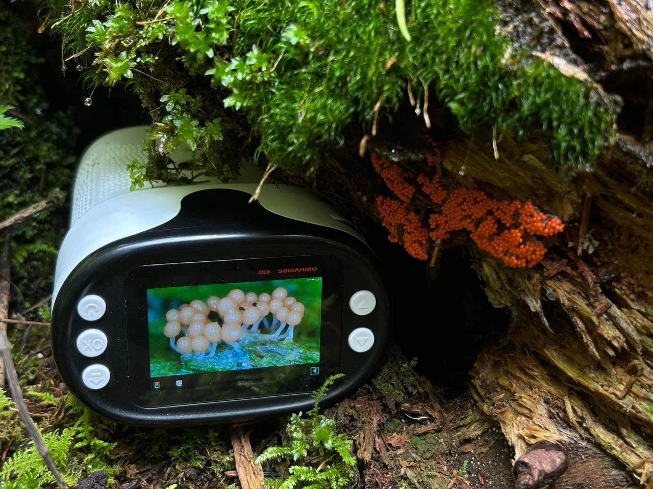 Recién extraída en un entorno forestal, junto a musgo y troncos, se observa una cámara de fotografía con pantalla que muestra una imagen de un grupo de hongos blancos con capullos en un entorno de bosque.