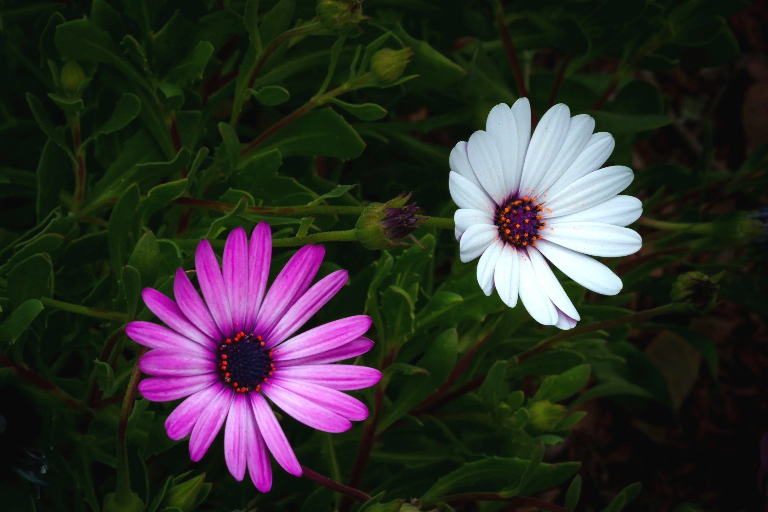 Two colorful flowers, one pink and one white, with dark centers and orange accents, surrounded by green foliage.