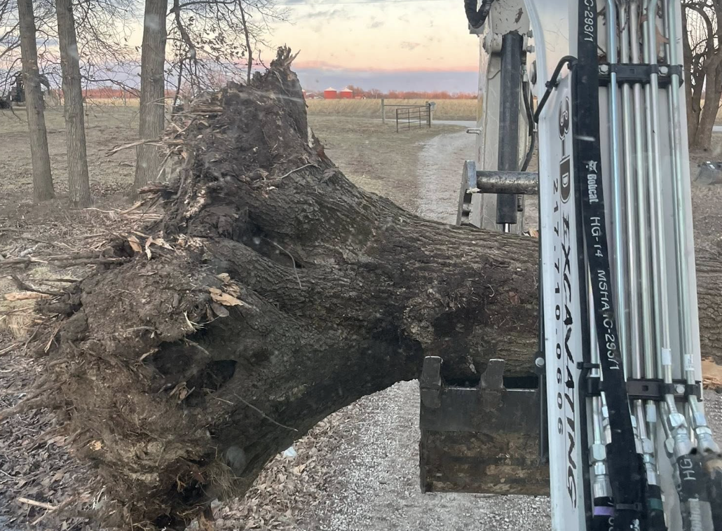 Fallen large tree with roots still attached, lying on a dirt path, with a piece of heavy machinery nearby at sunset in a rural area.