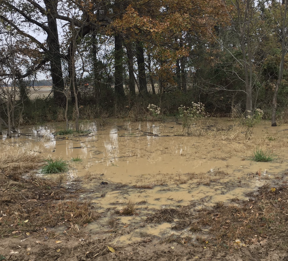 Flooded area with muddy water, grass, and trees in the background with autumn-colored leaves.