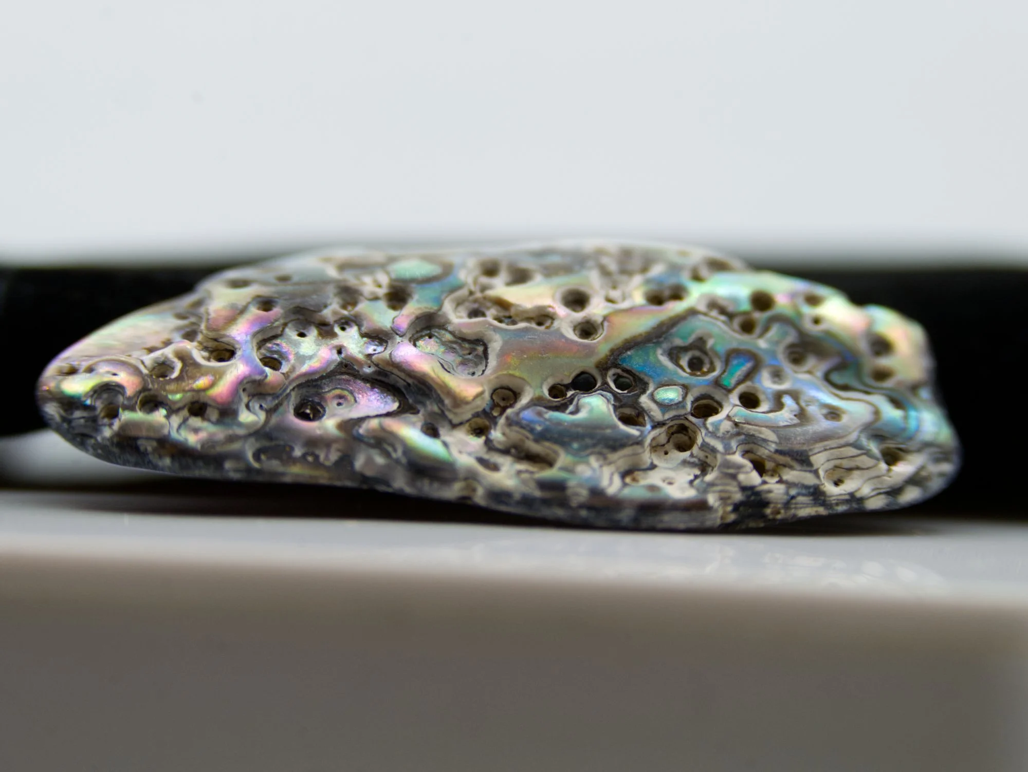 AbaloneShellFragment1.jpg