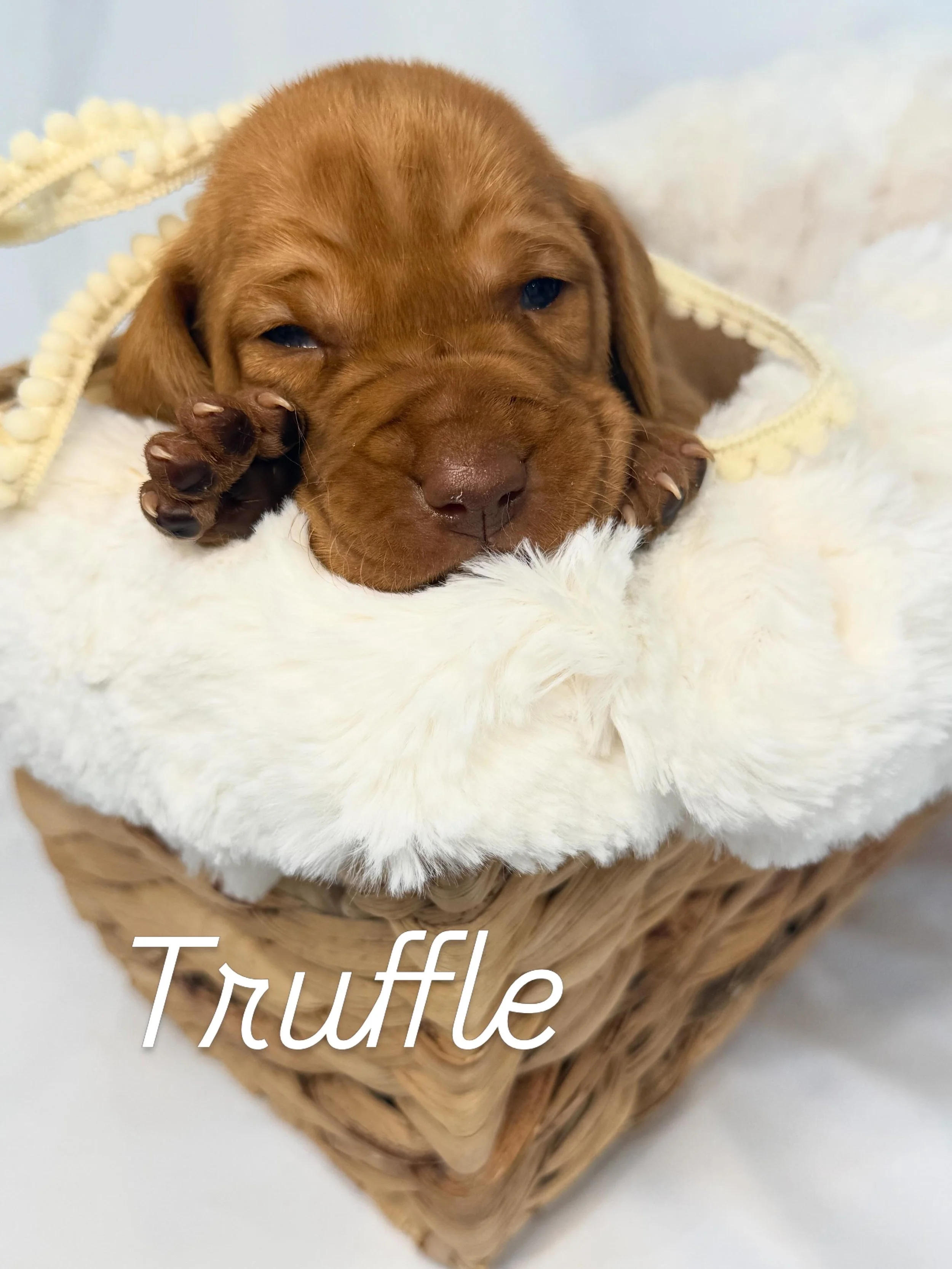 Vizsla pup