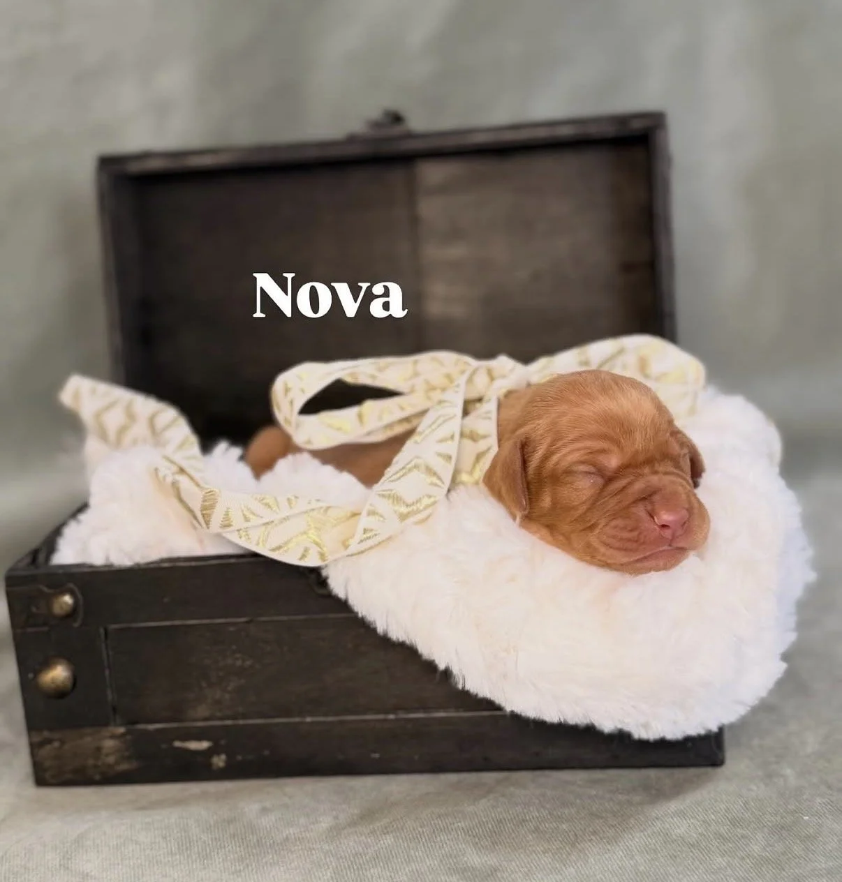 female vizslas