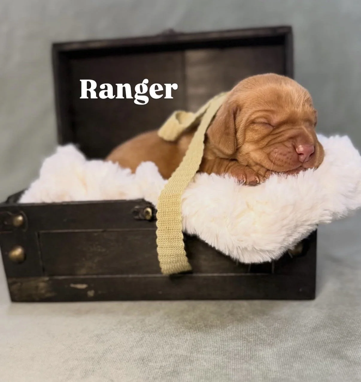 female puppy