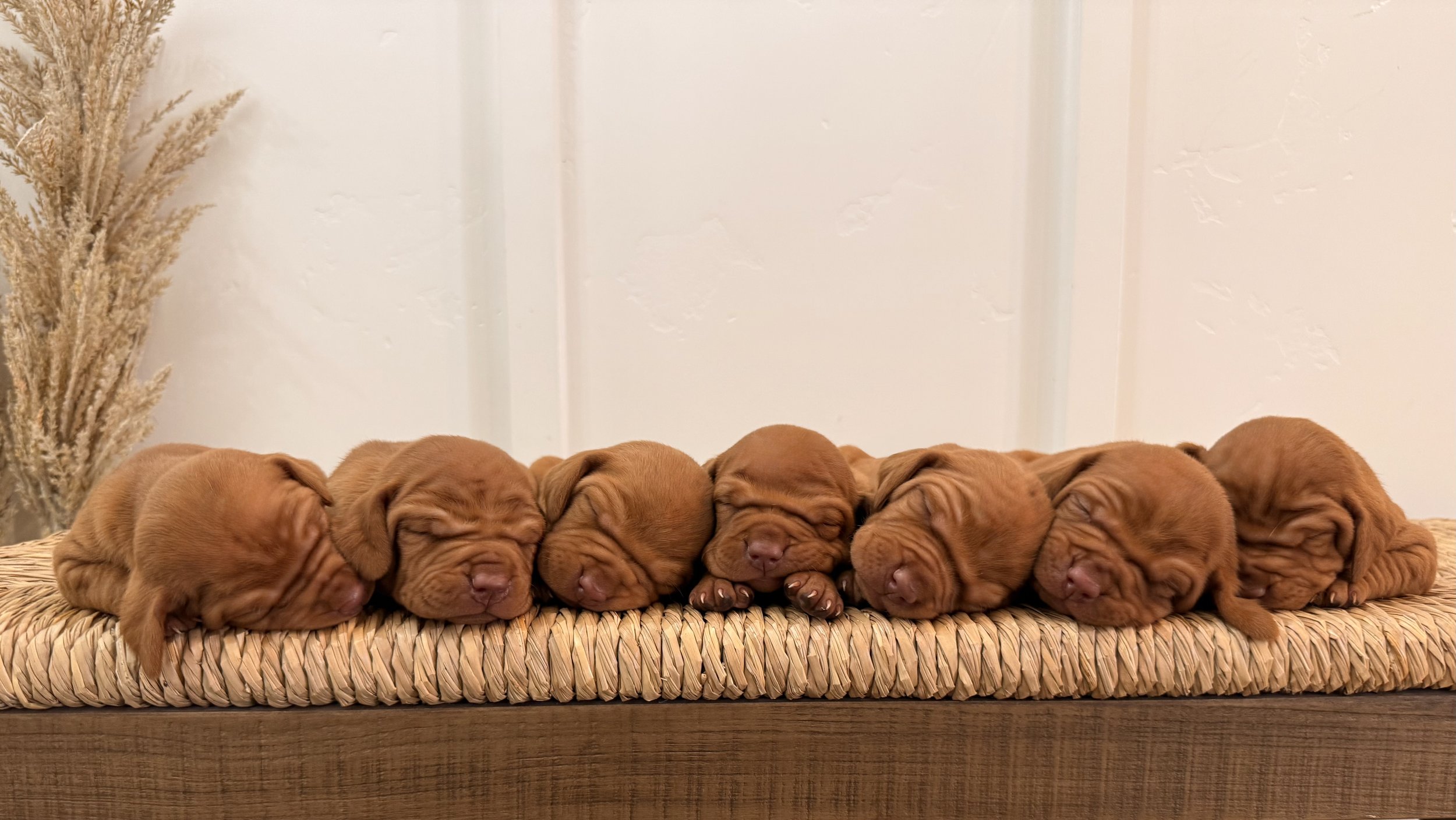 best dogs for kids