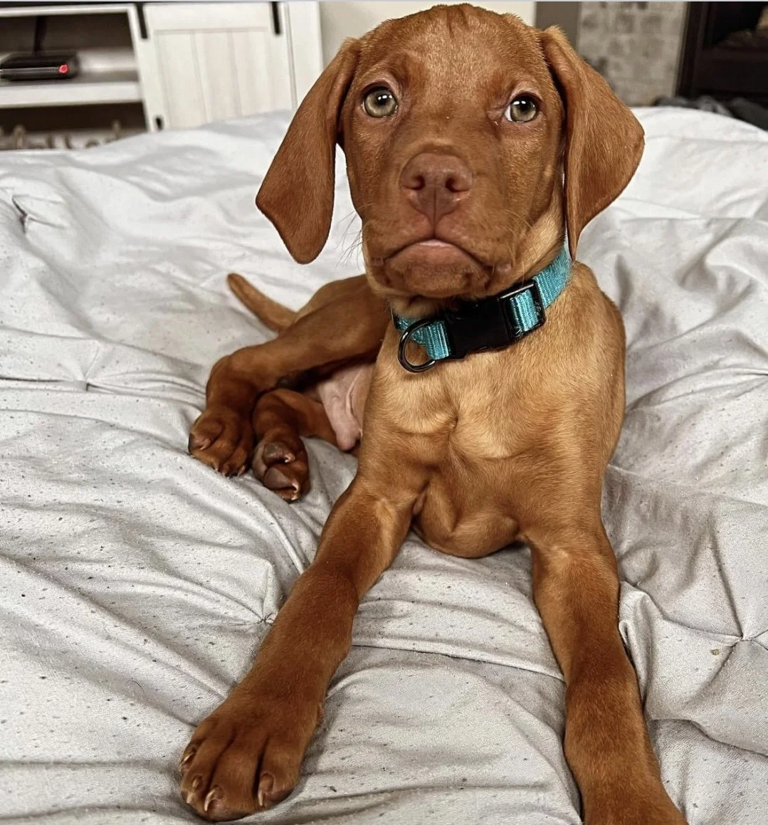 10 Reasons Vizslas Make the Best Family Dogs