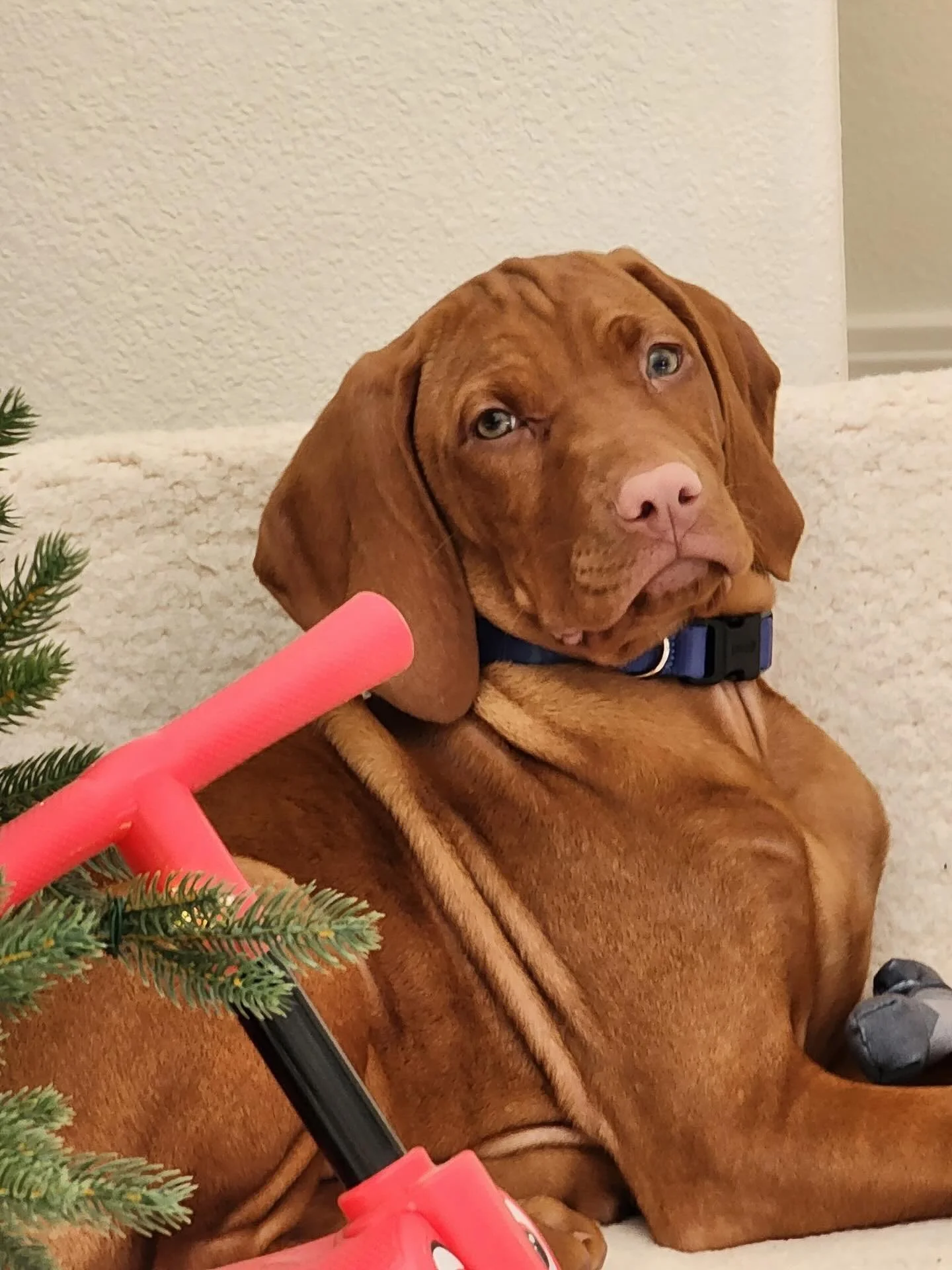 Sweet vizsla girl growing up so fast and getting so spoiled by her sweet family 🥹 love this so much! Www.purevizslapuppies.com #vizslas #dogbreeder #vizslaofinstagram
#vizslalife #vizslapuppy #vizsla_feature #puppiesmakemehappy
#puppylove #akcvizsla