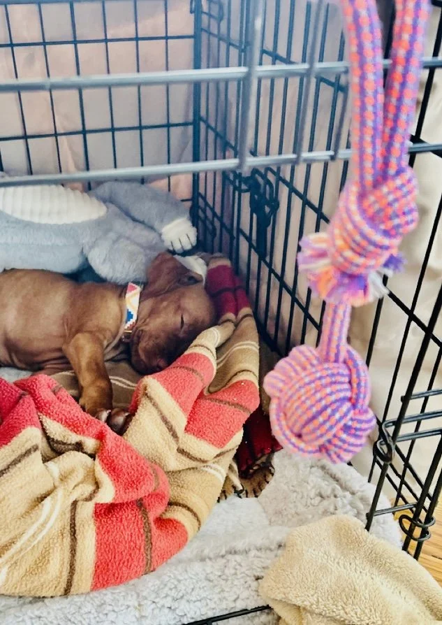 Crate Training Your Puppy Without the Stress