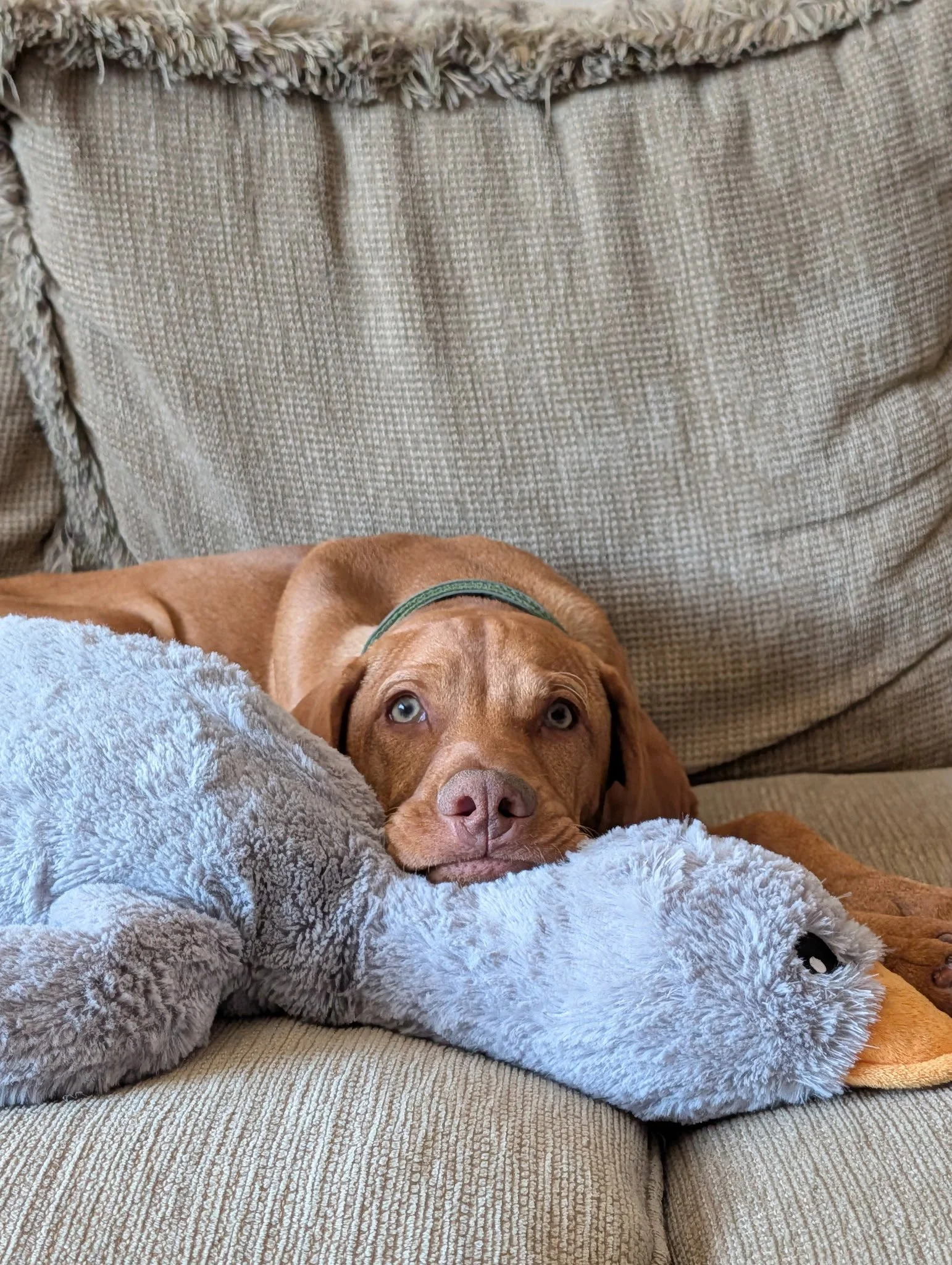 Why a Baby Monitor for Your Dog Might Be the Best Thing You Buy for Your New Puppy