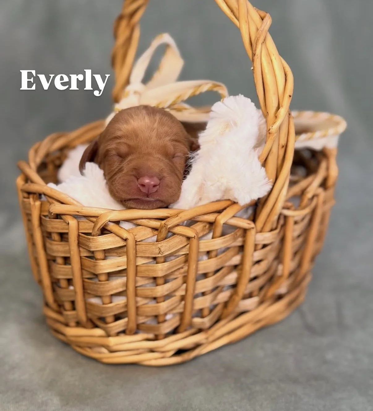 puppies in a basket