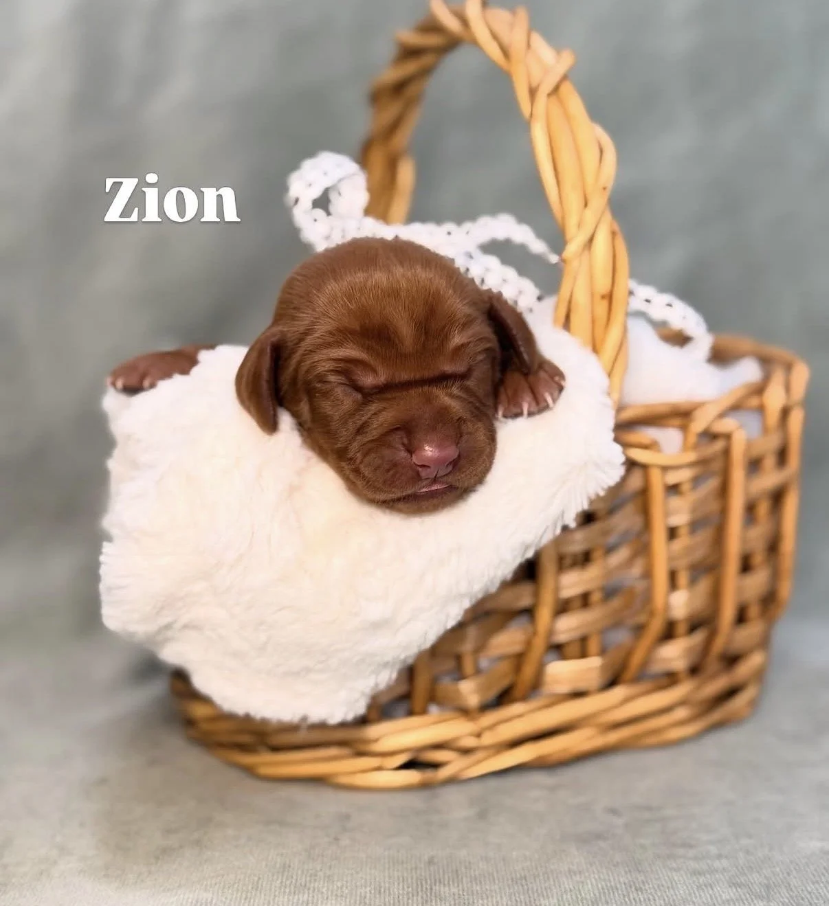 boy vizsla for sale near me