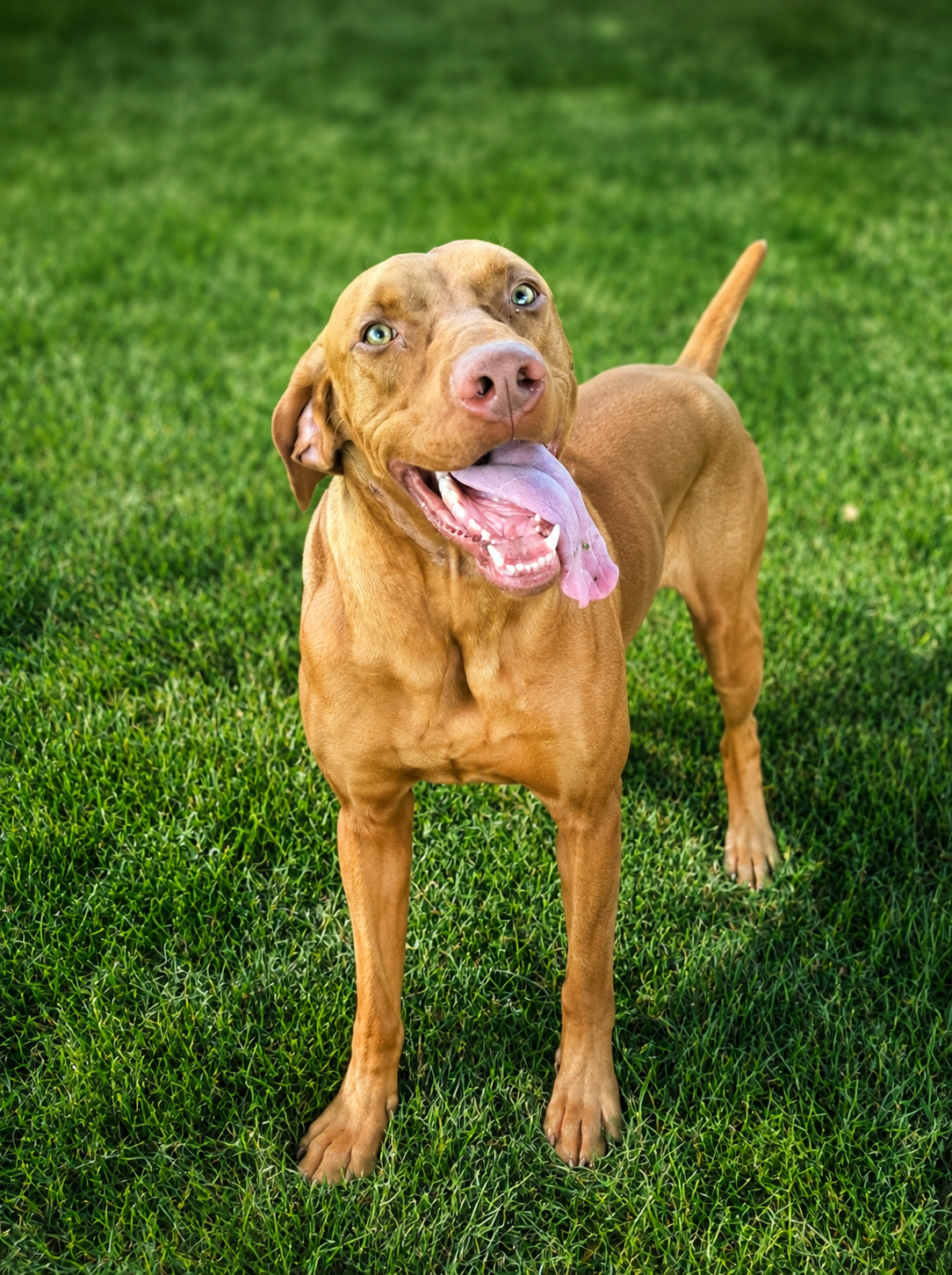 vizsla puppies near me