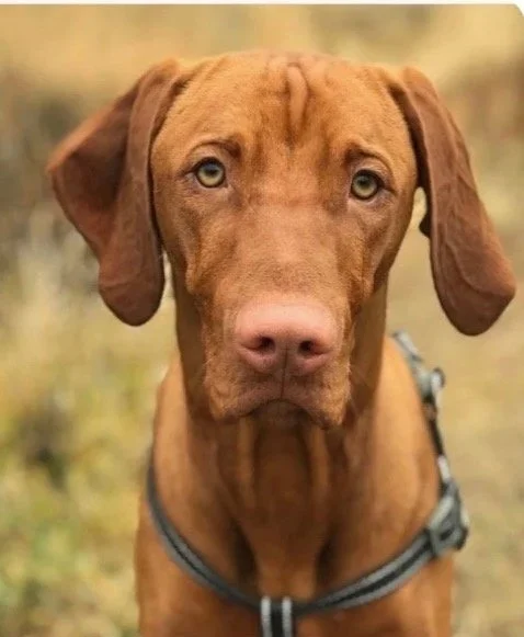 happy vizsla owner