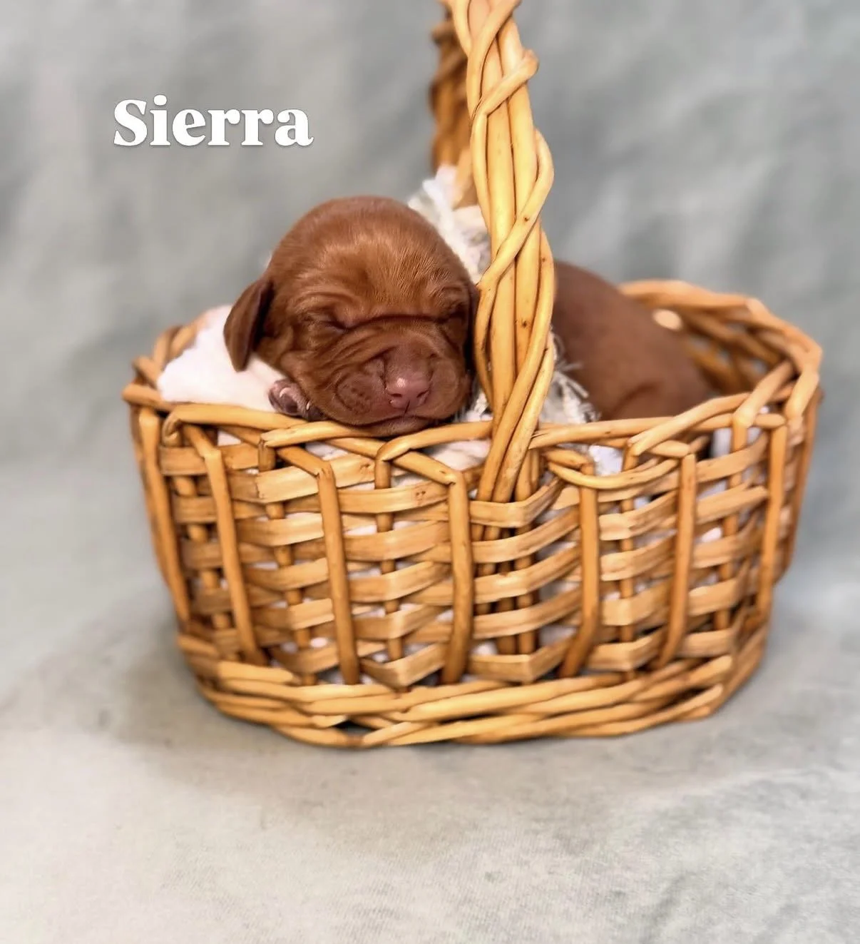how to train your vizsla