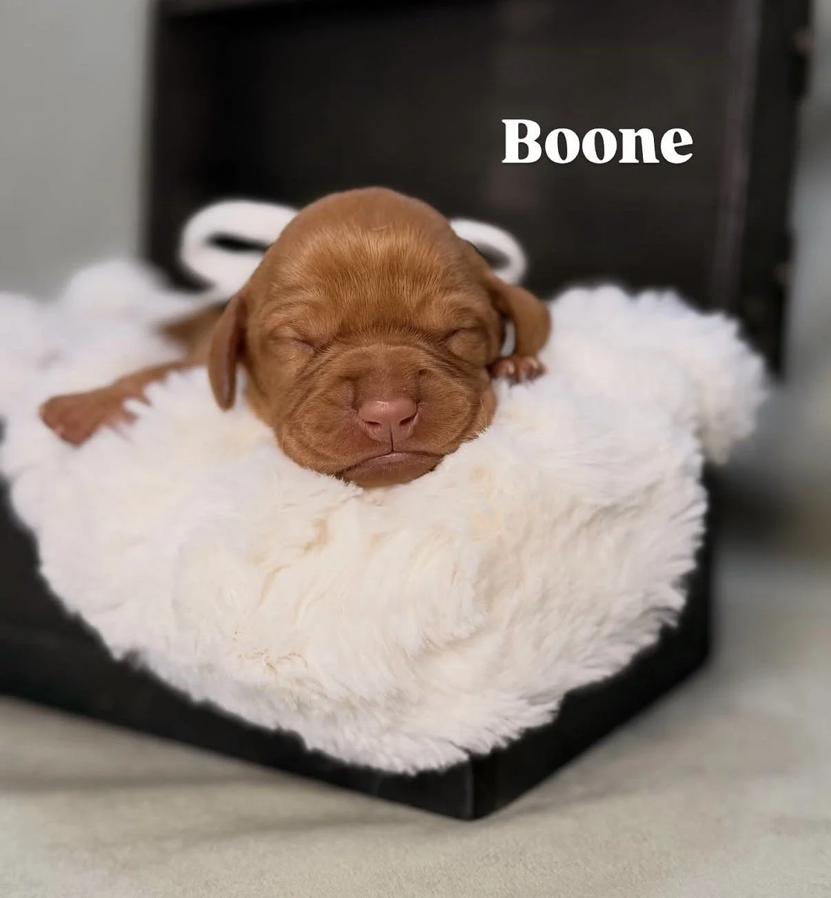newborn vizslas
