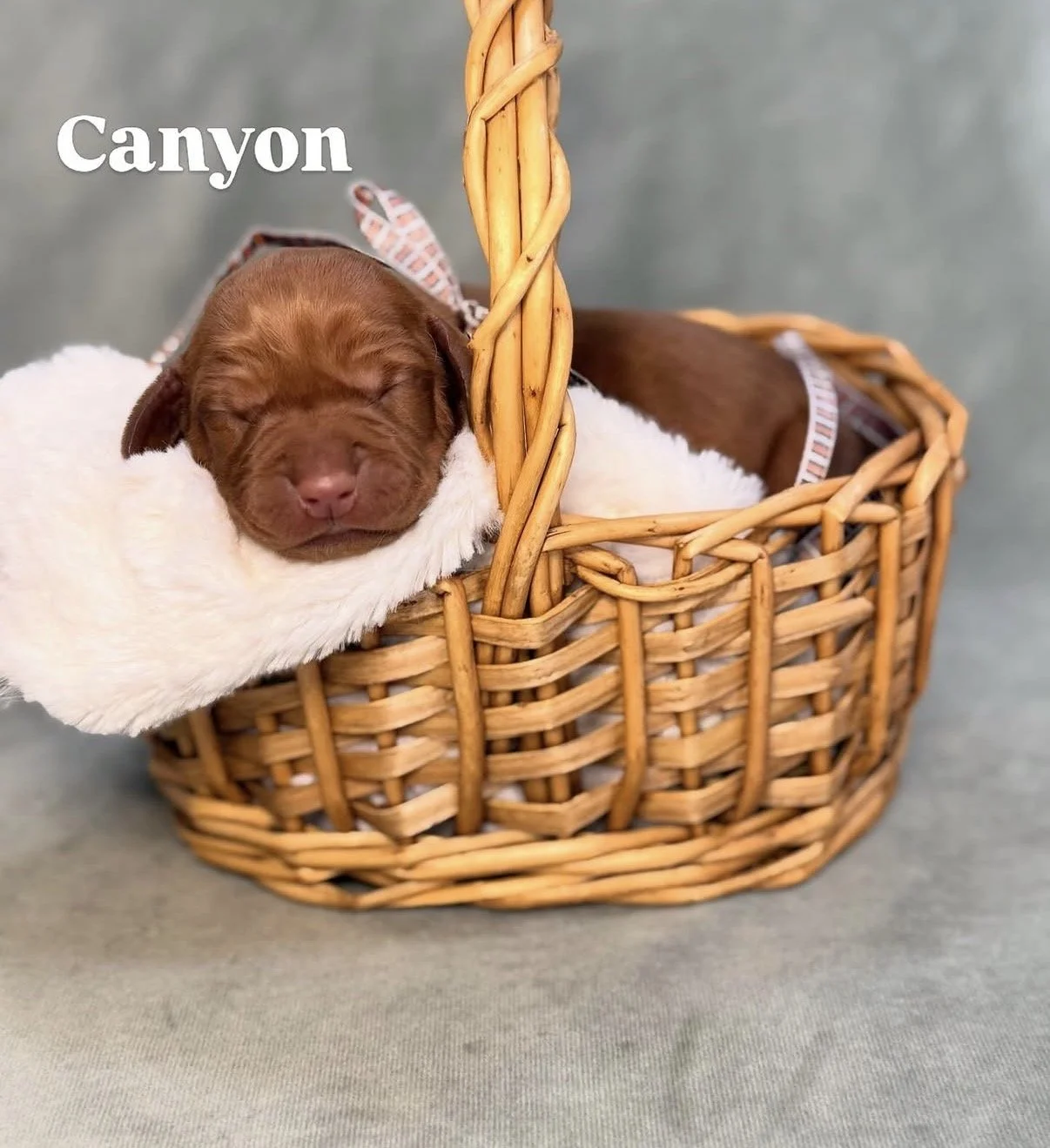 puppies for sale near me