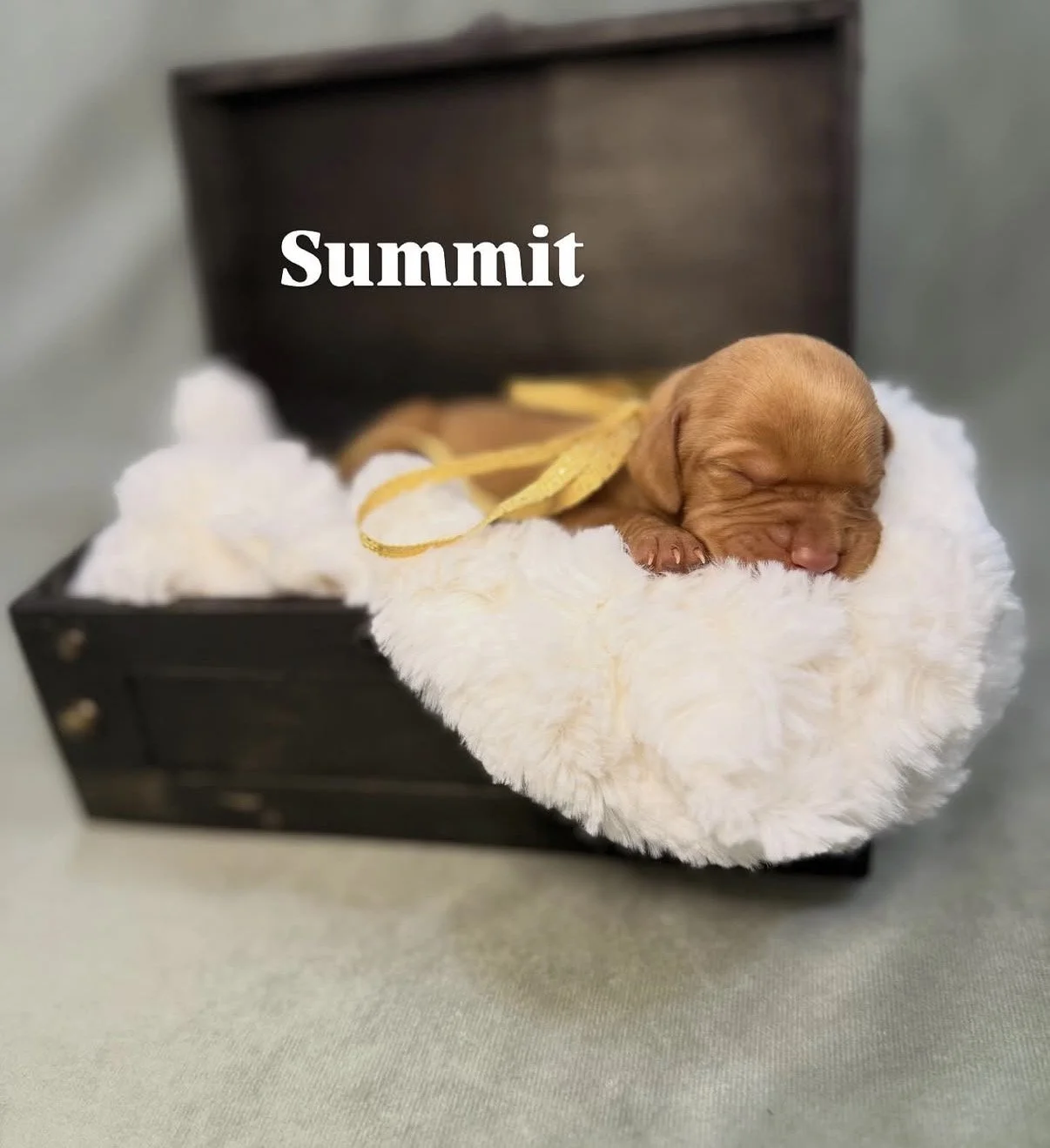 female puppies