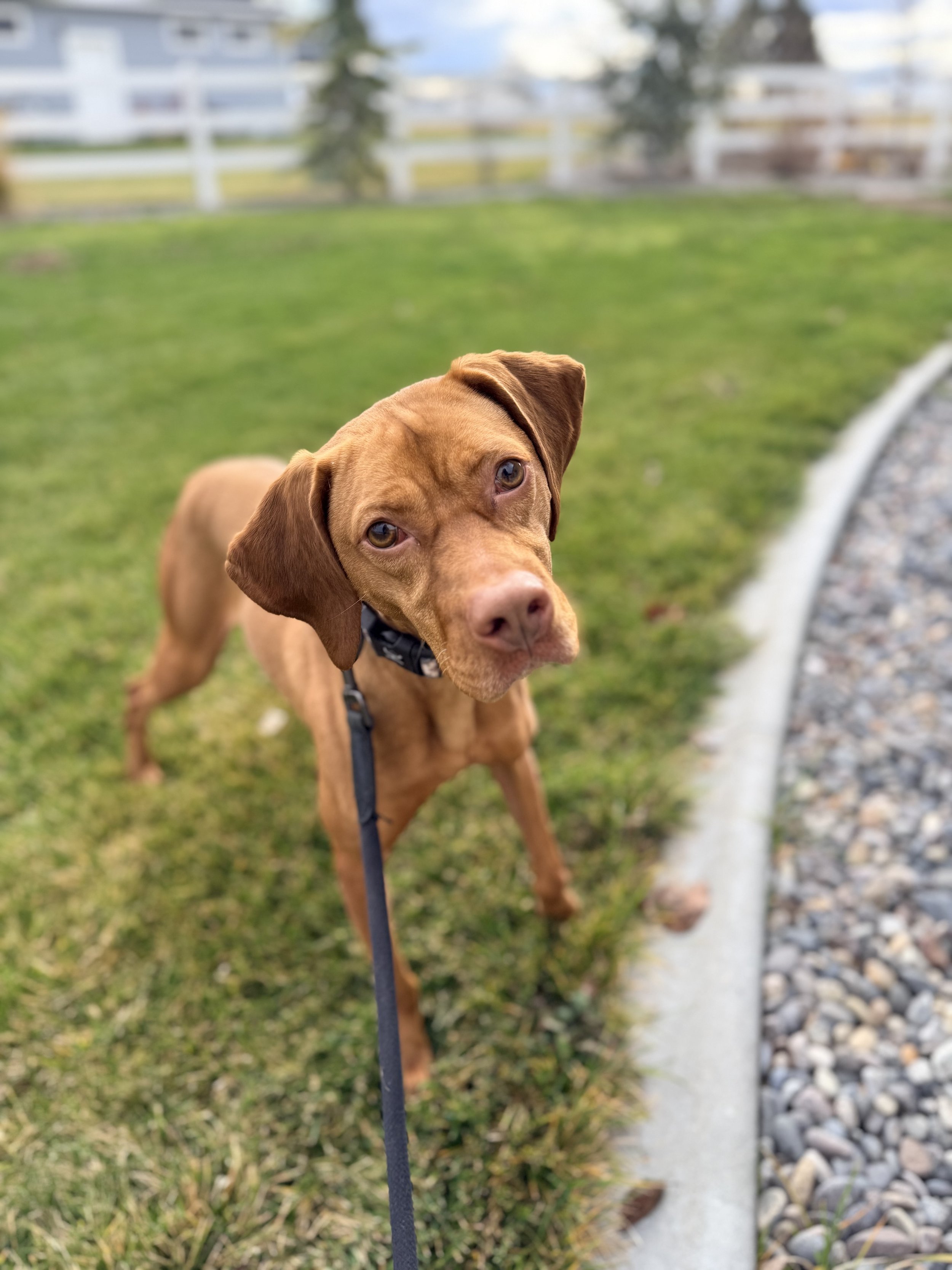 vizsla puppies for sale near me