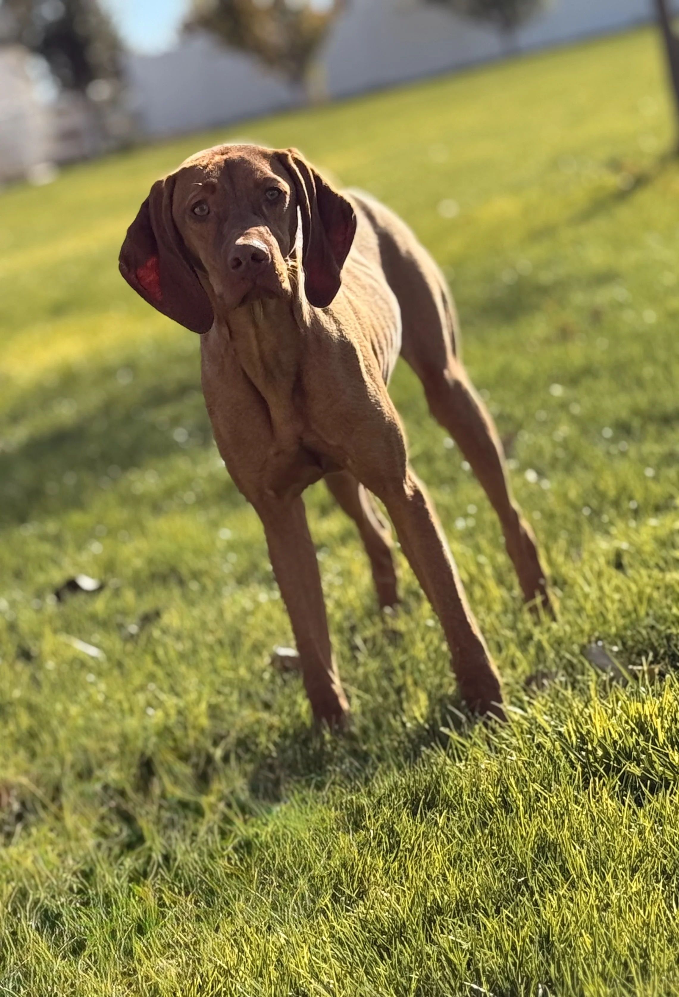 puppies available near me
