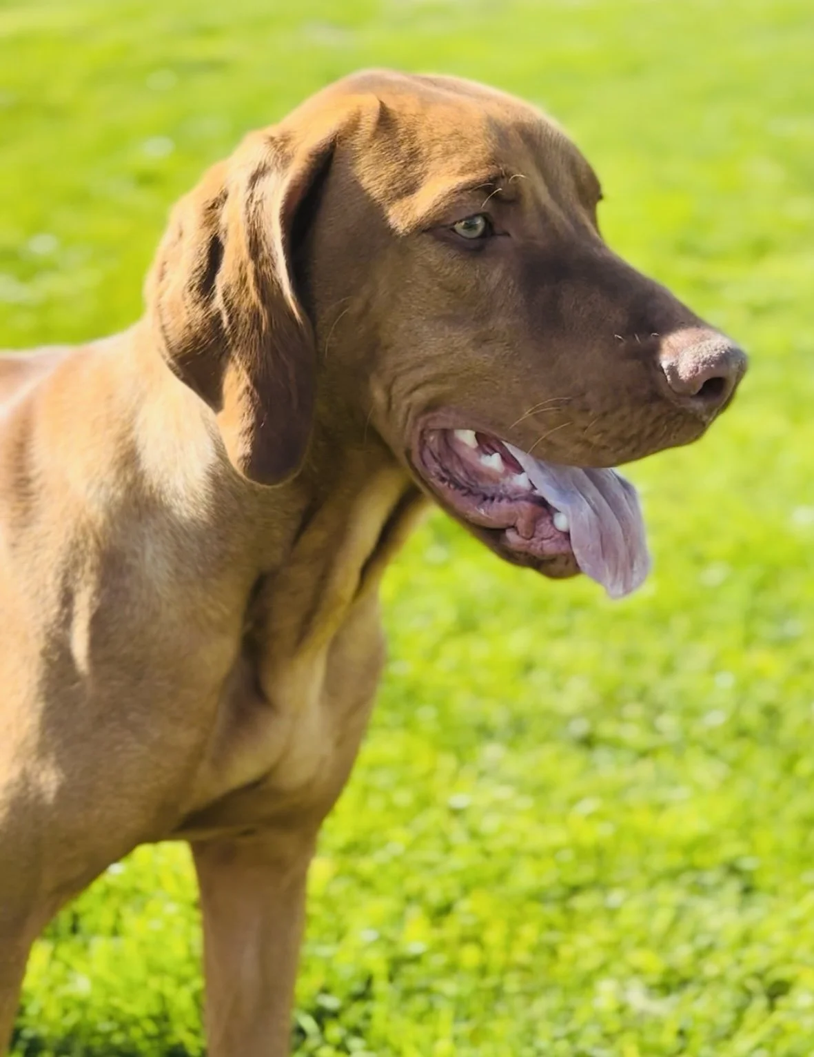 vizsla puppies