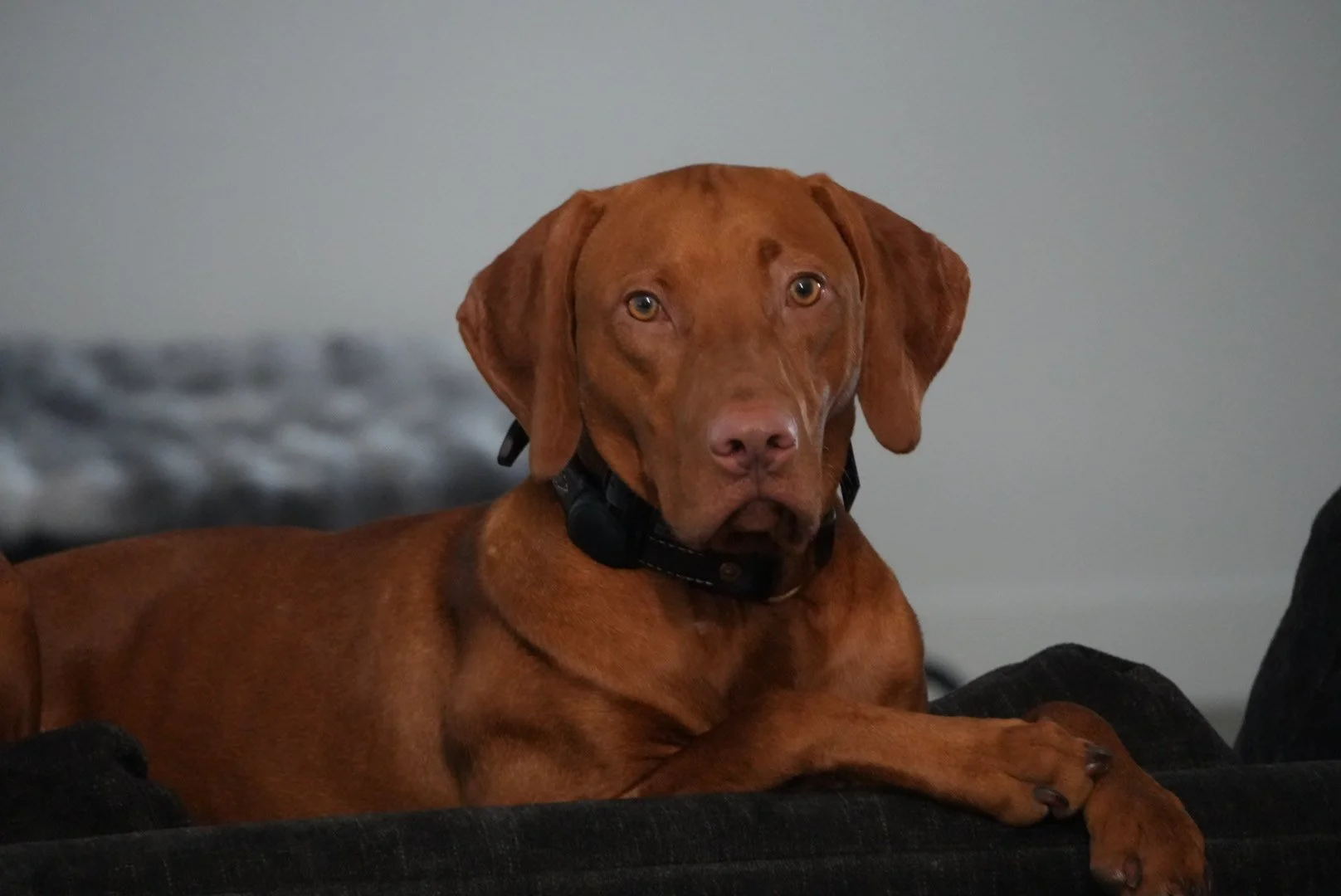 best puppies to buy