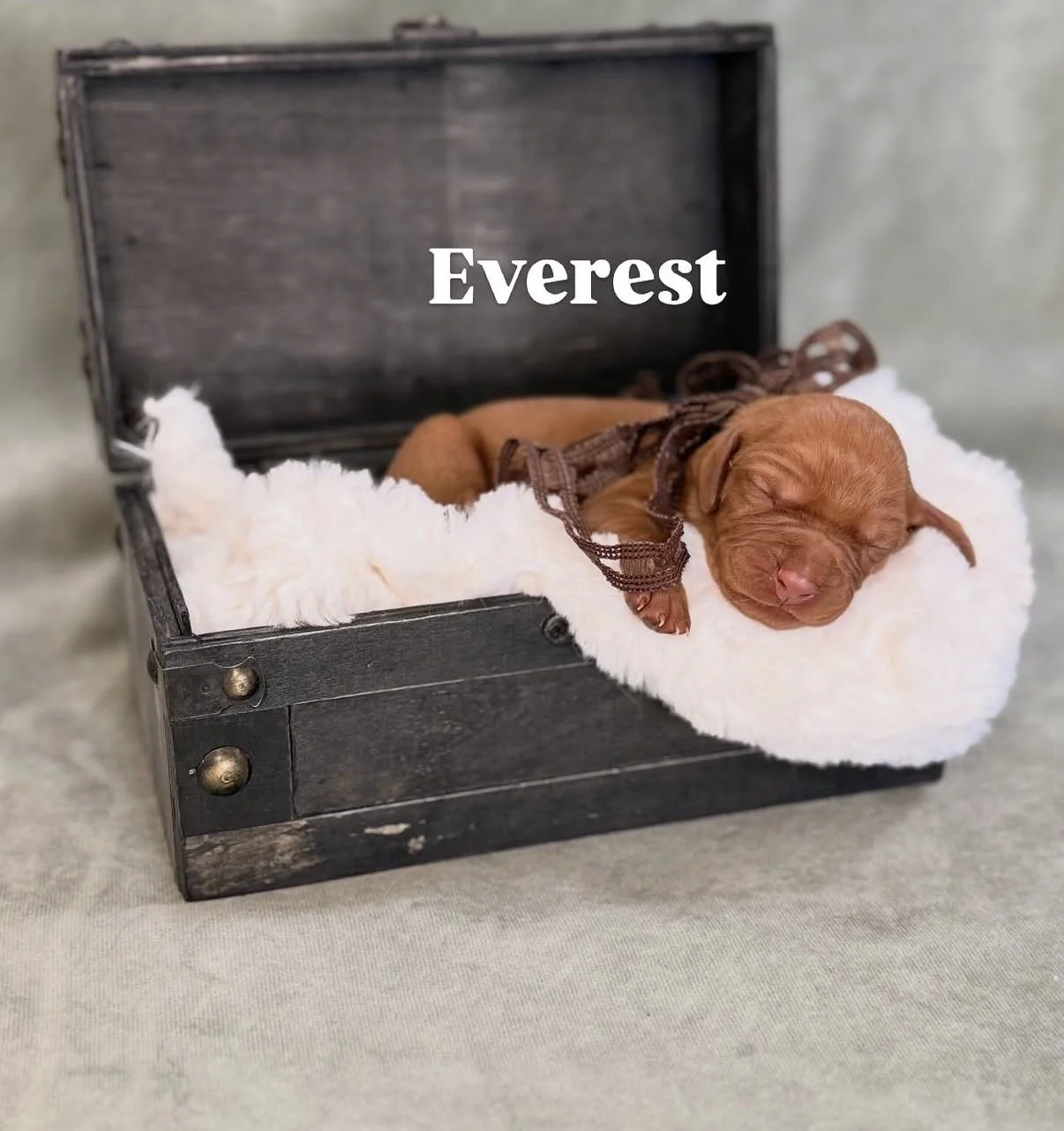 male puppies