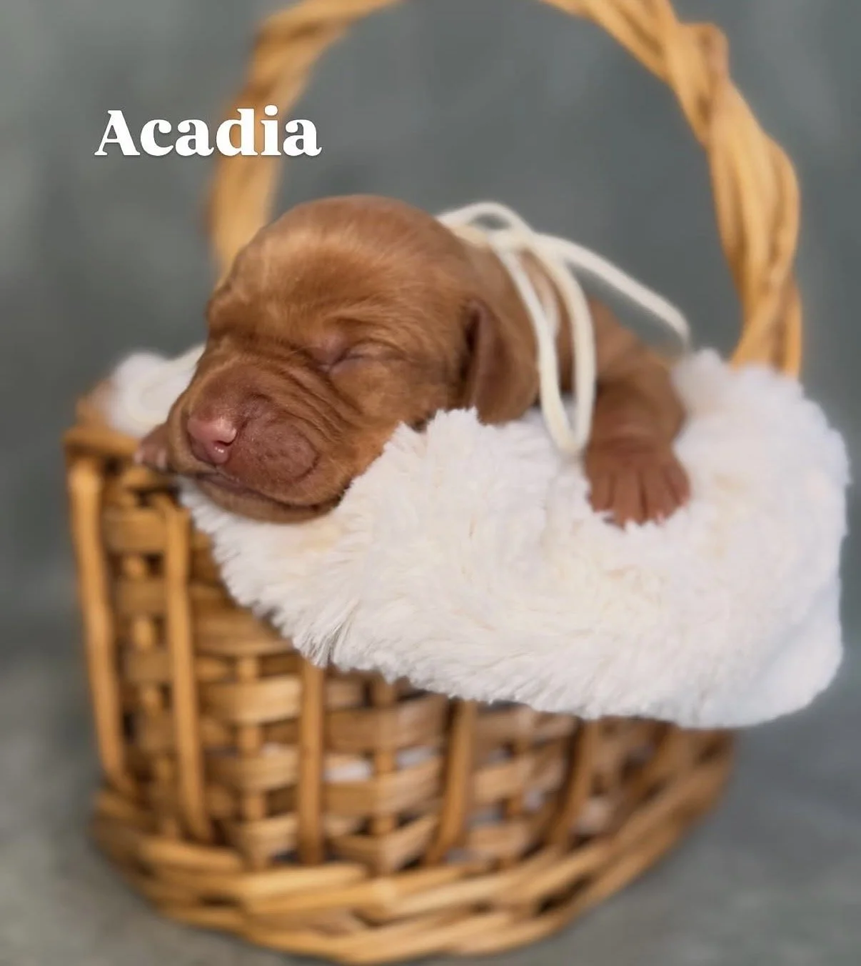 how to train your puppy