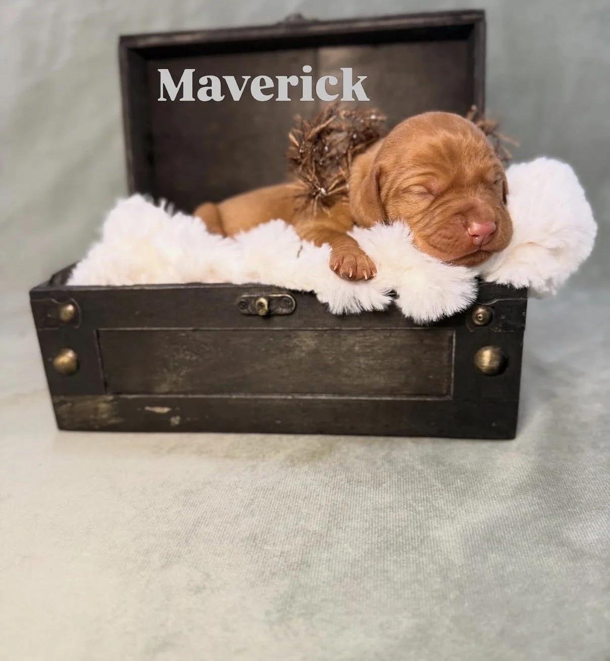 vizsla puppies for sale