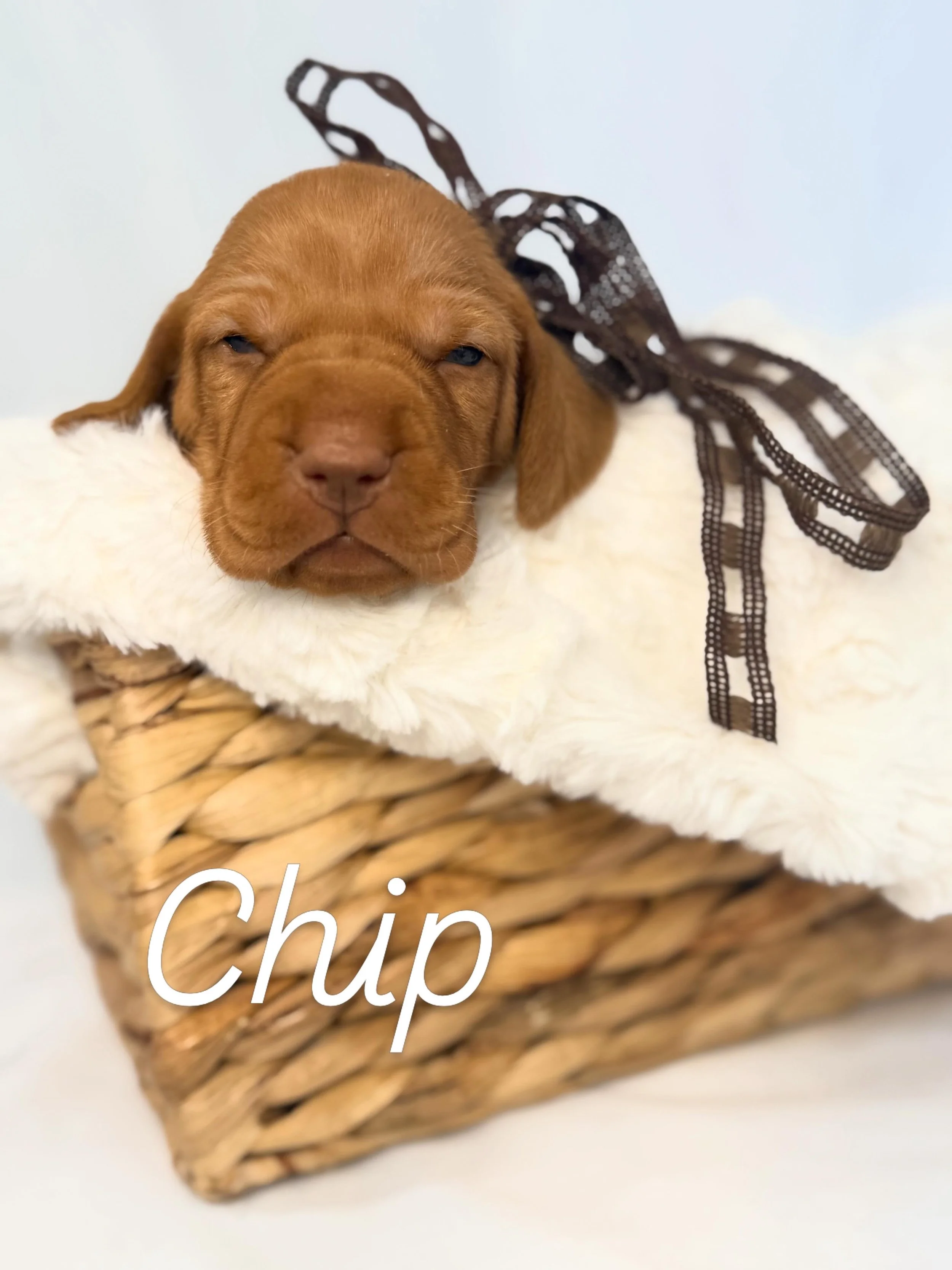vizsla puppy
