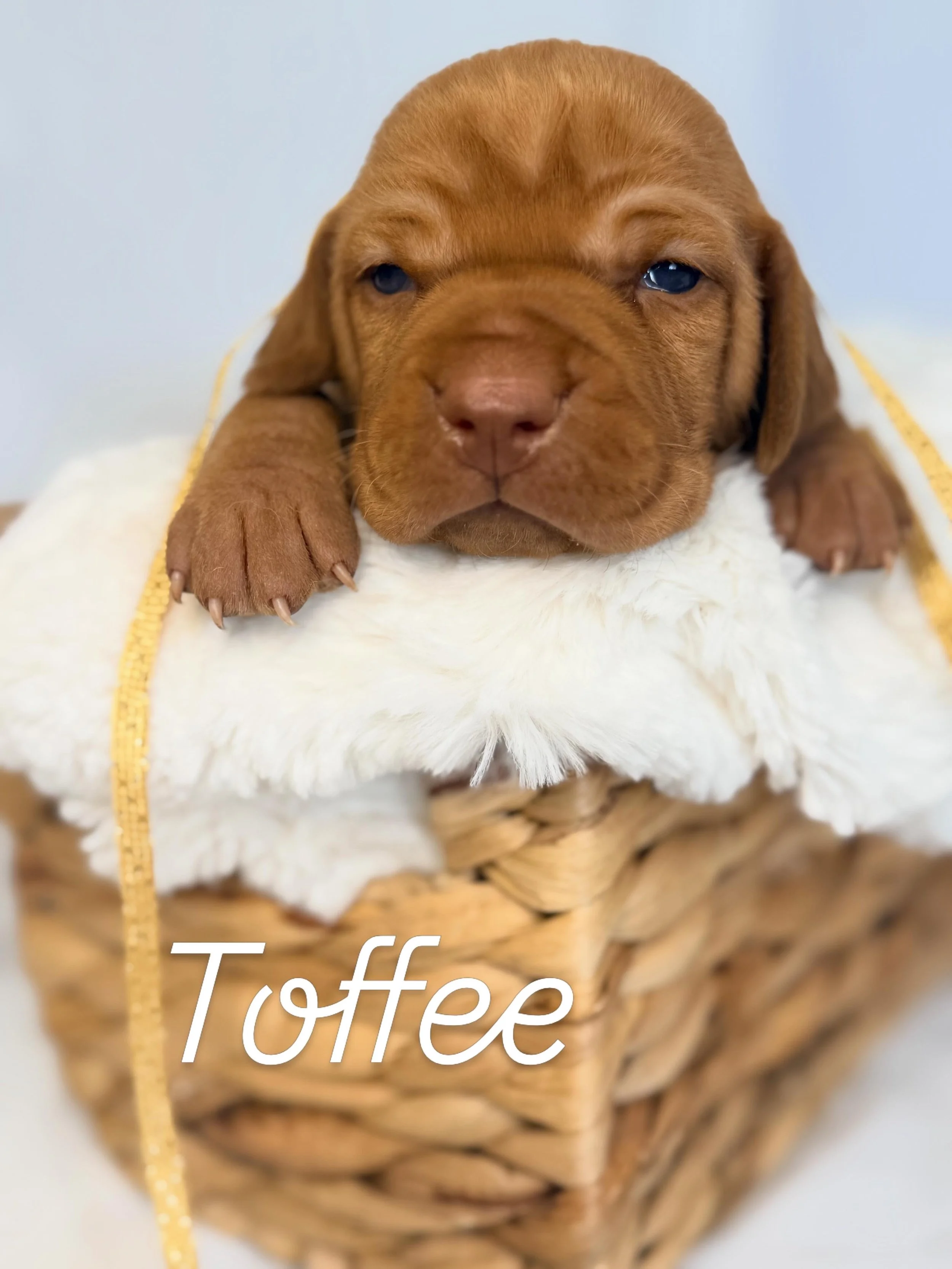 puppies to love