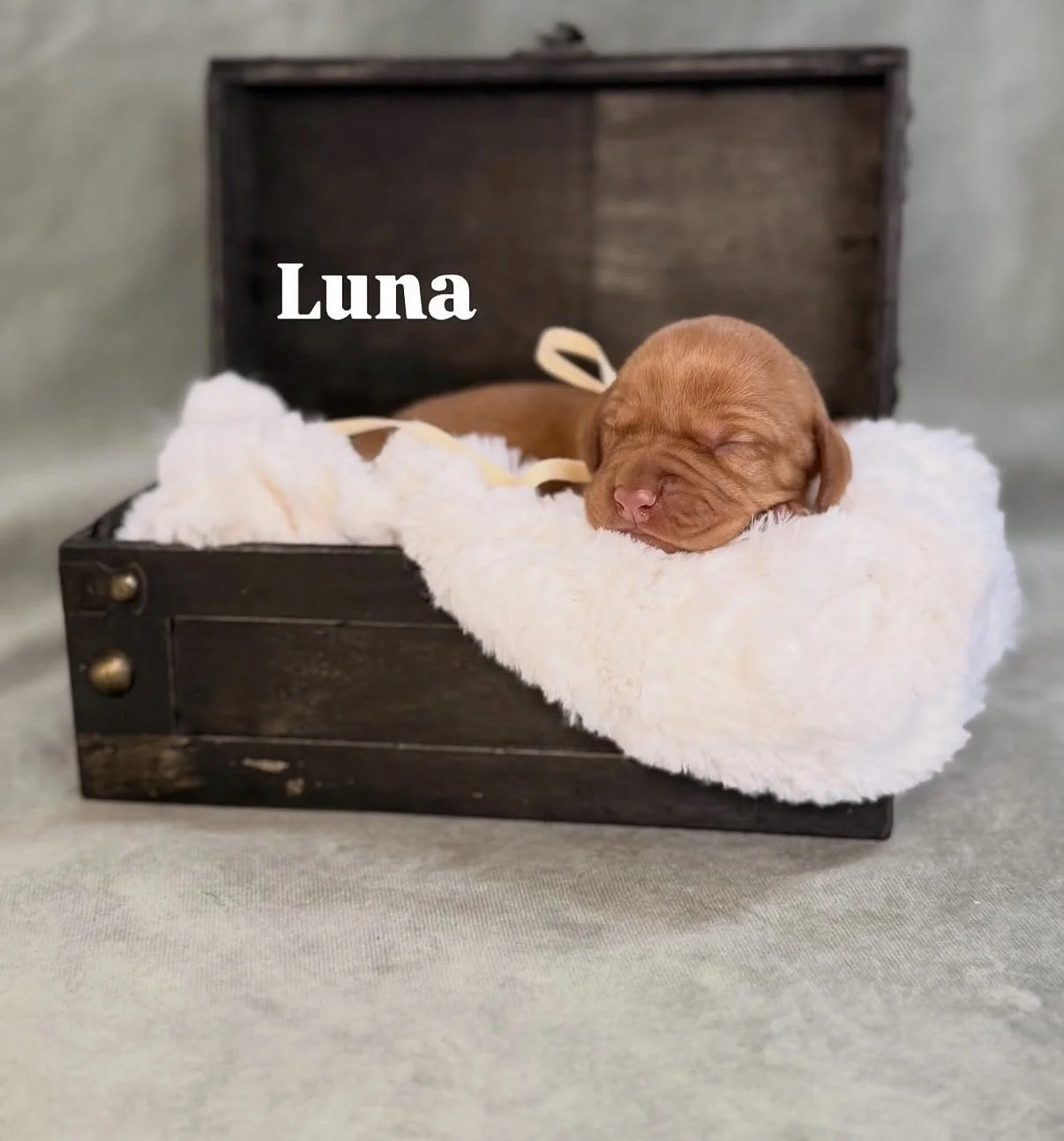 male pups