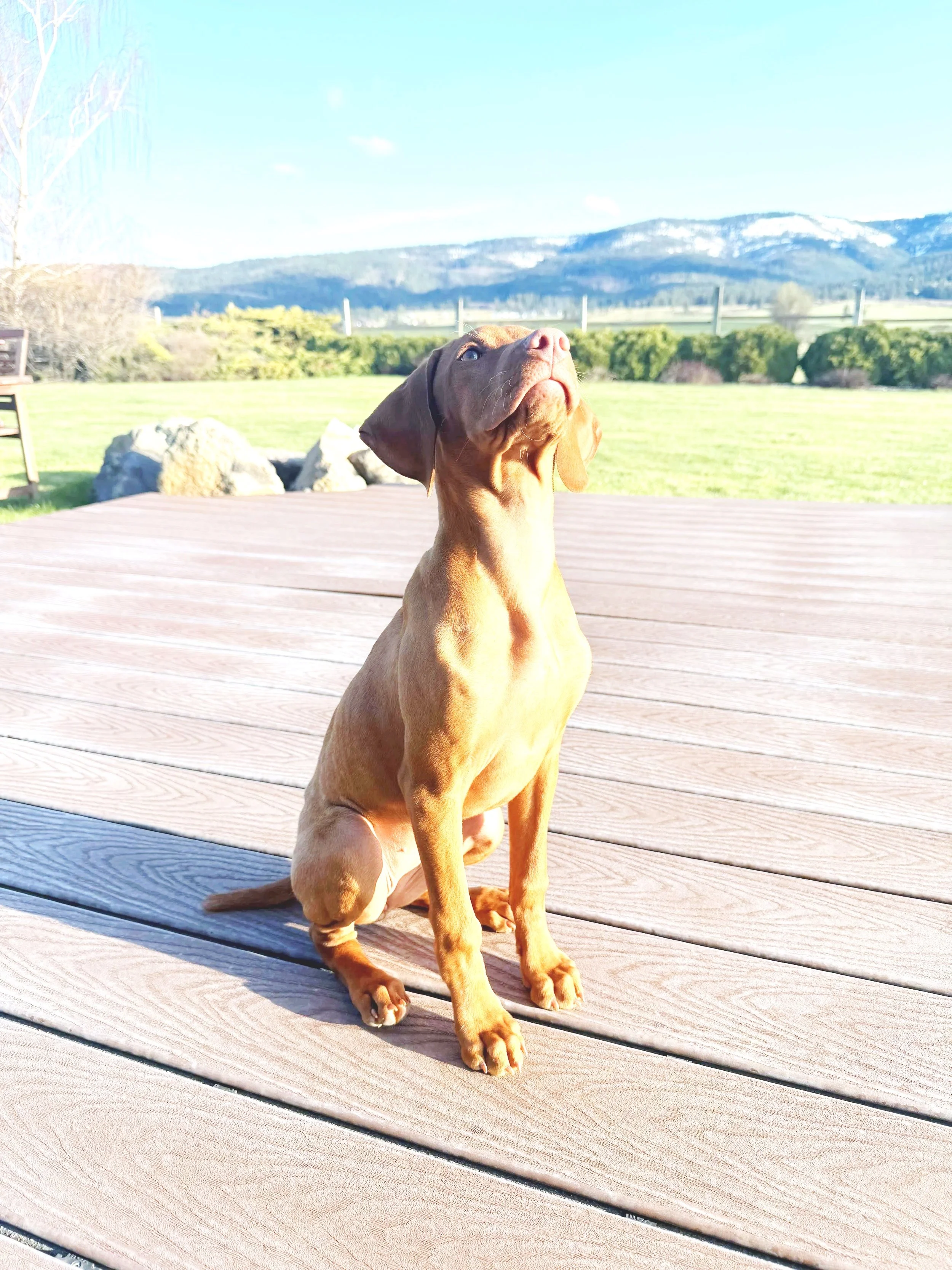 AKC registered puppies