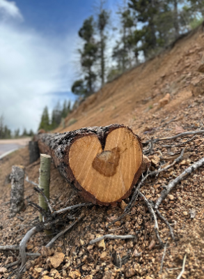 A downed tree, shaped at the cross-section like a heart.