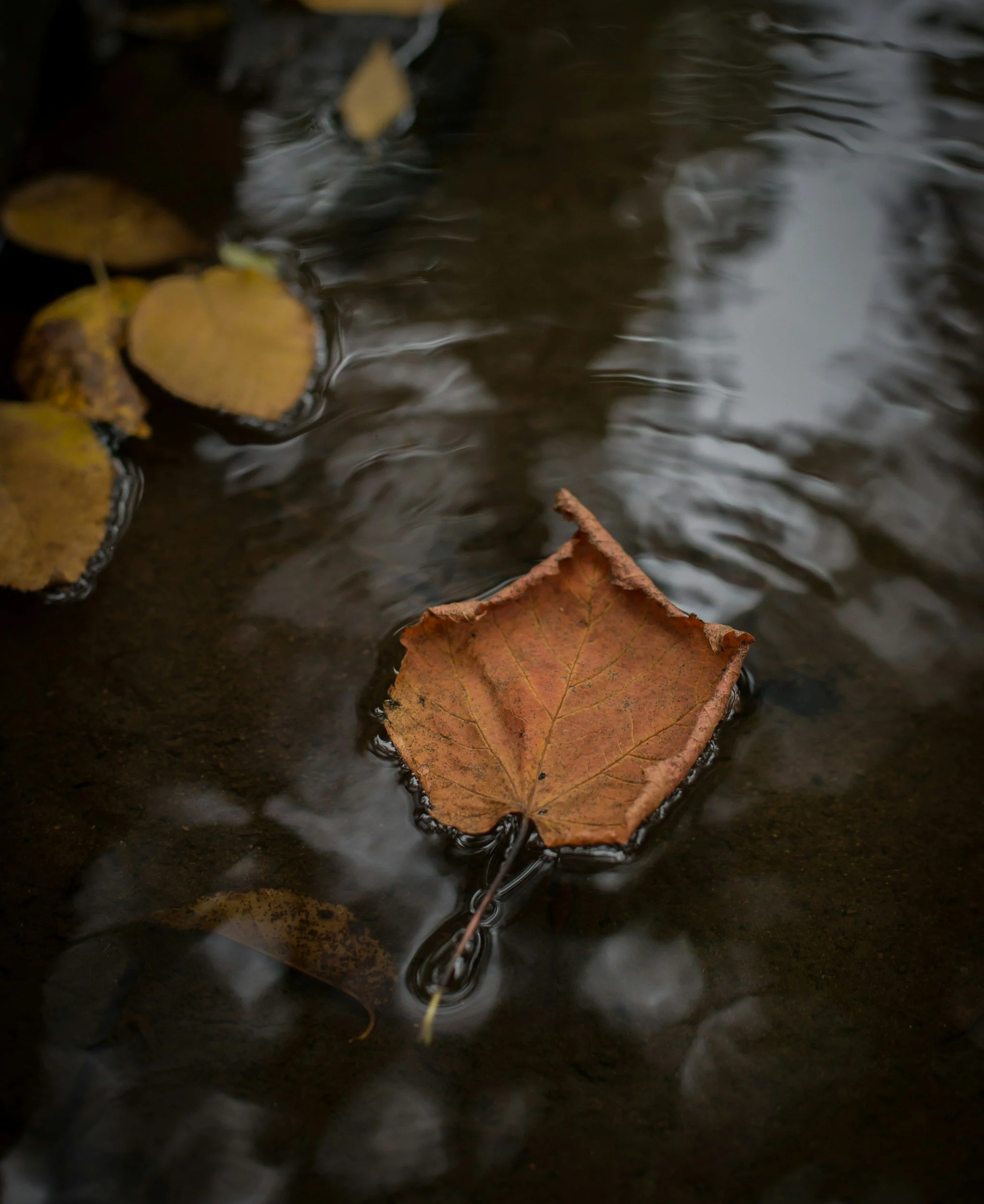 Leaf floating on a body of water, which is a visual representation of how our minds can be calm or create ripples of positive or negative thoughts that spread far and wide.