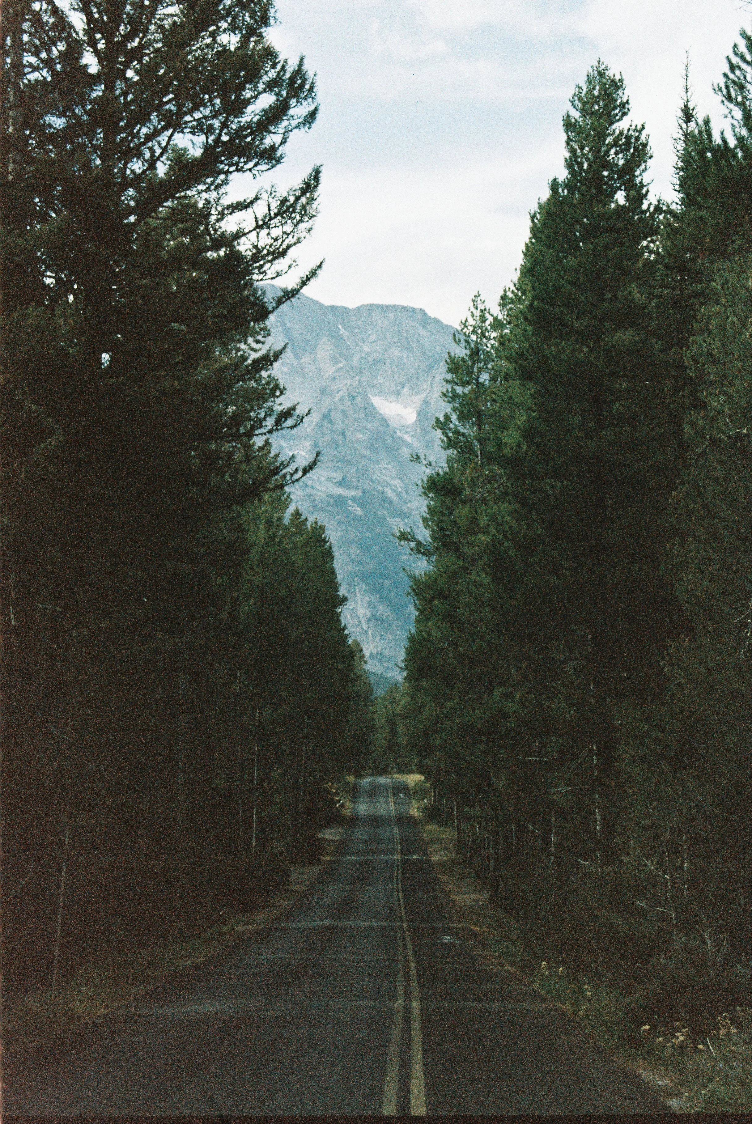 A paved road in Jackson, WY, lined with trees and leading to the mountains. This symbolizes a focus on the process and the destination in sight.
