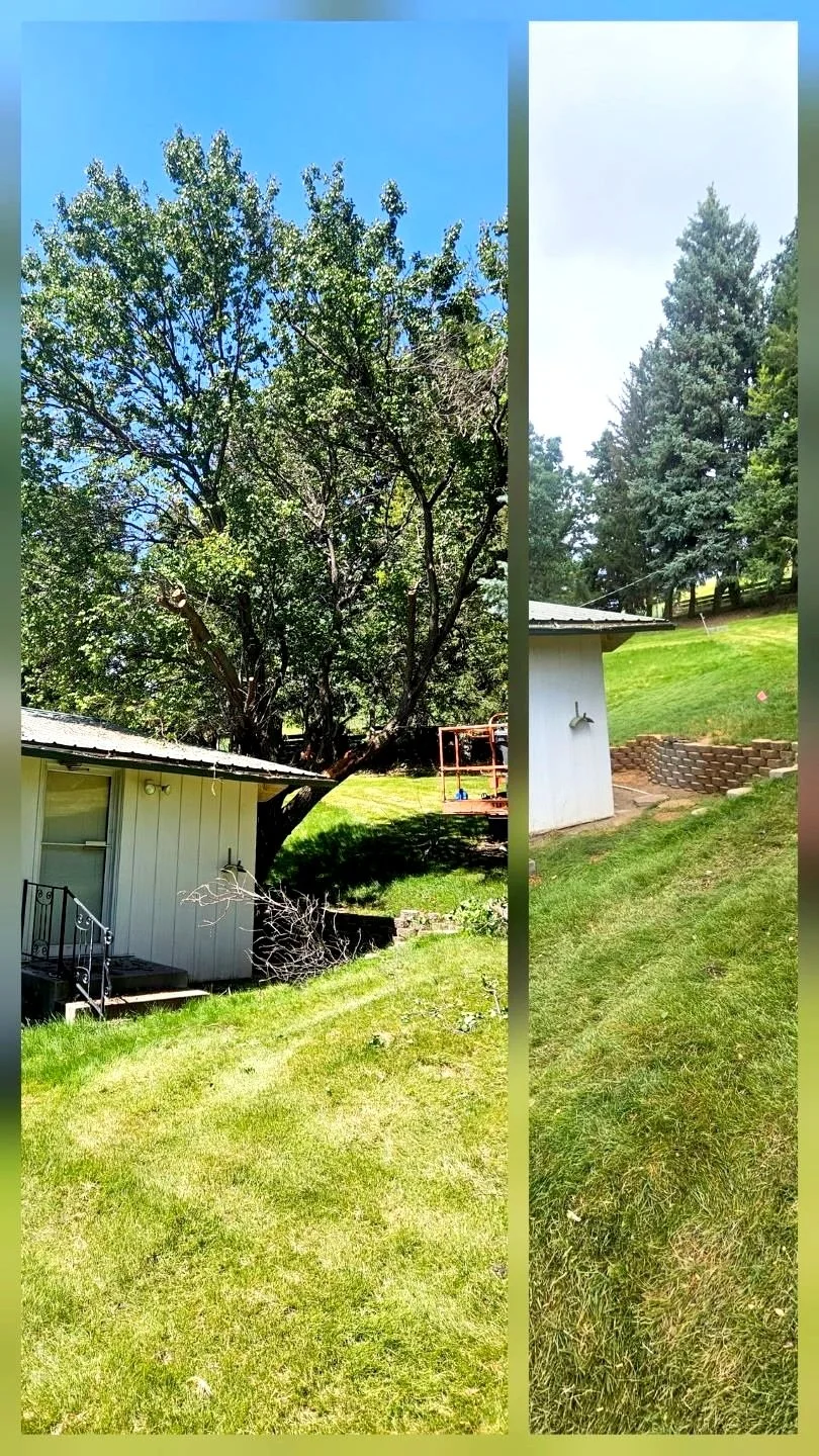 Tree removal with clean up and stump grinding clear out debris.
