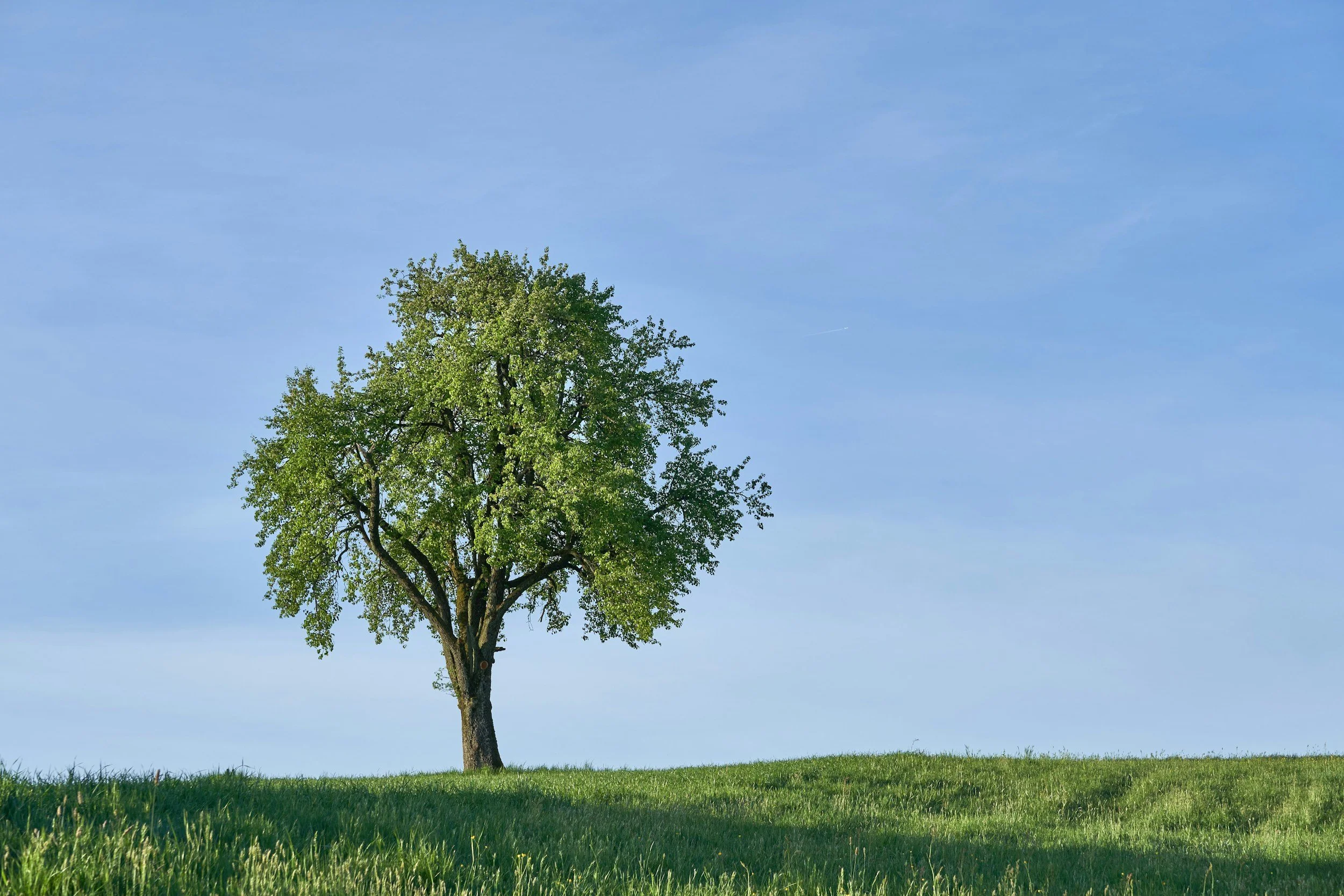 A young oak sapling growing in a sunny field