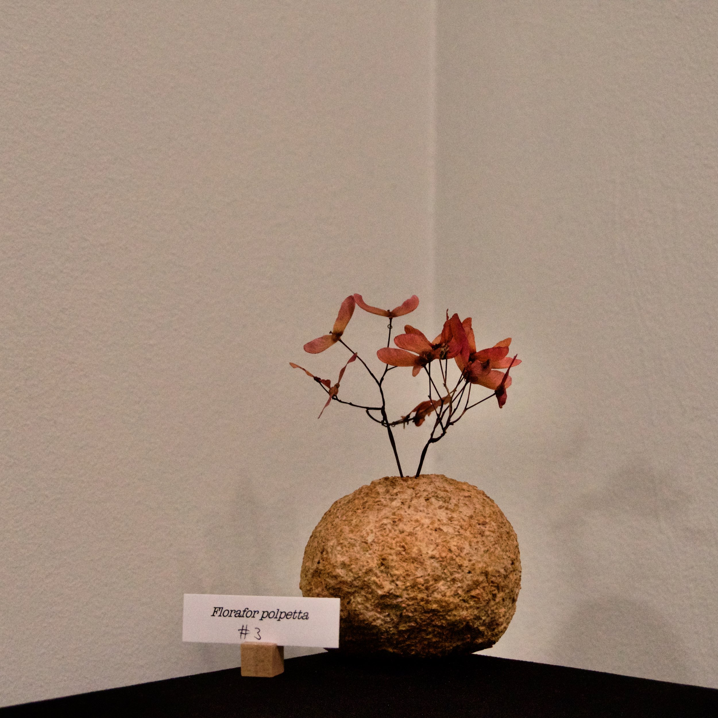 DSC03358.jpeg