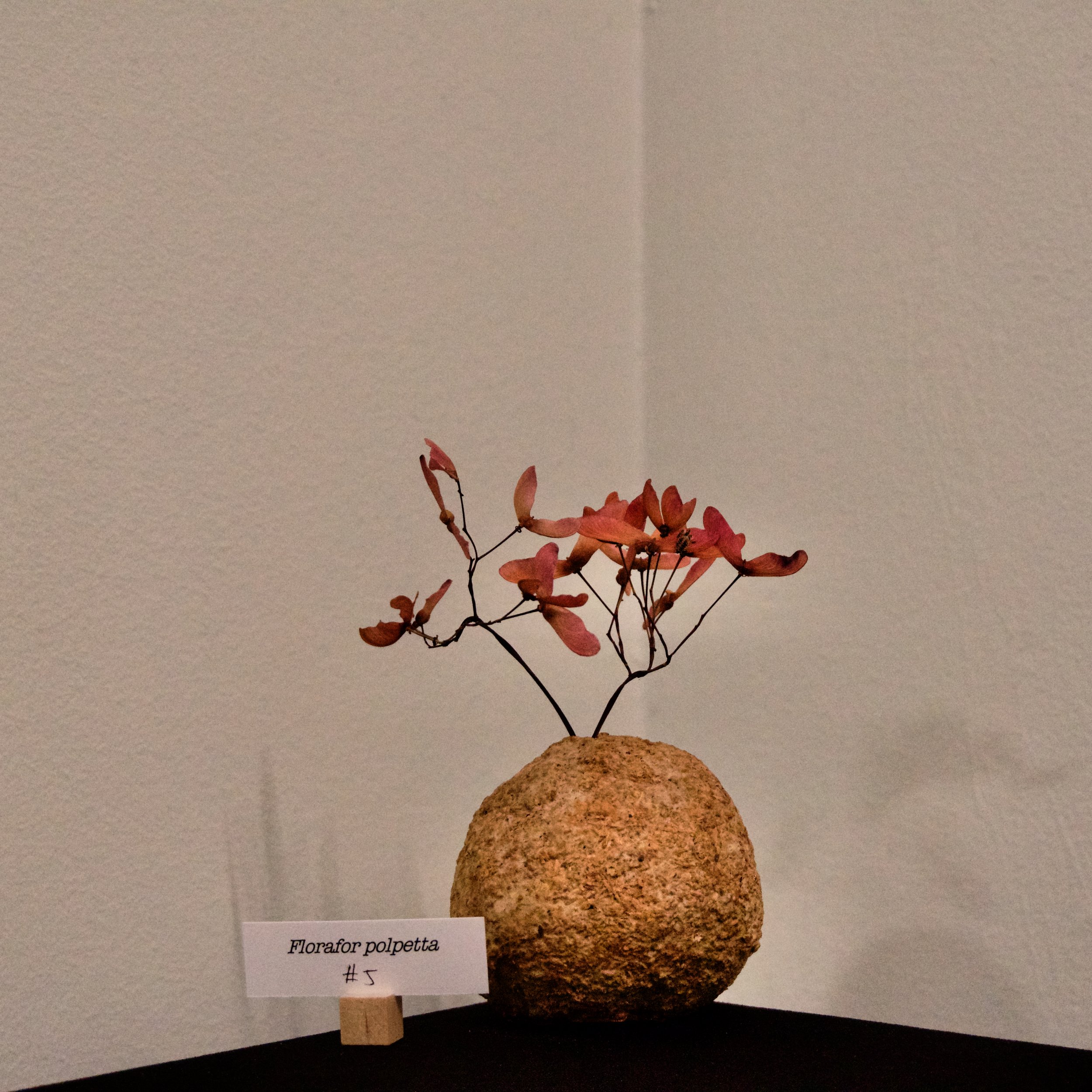 DSC03364.jpeg
