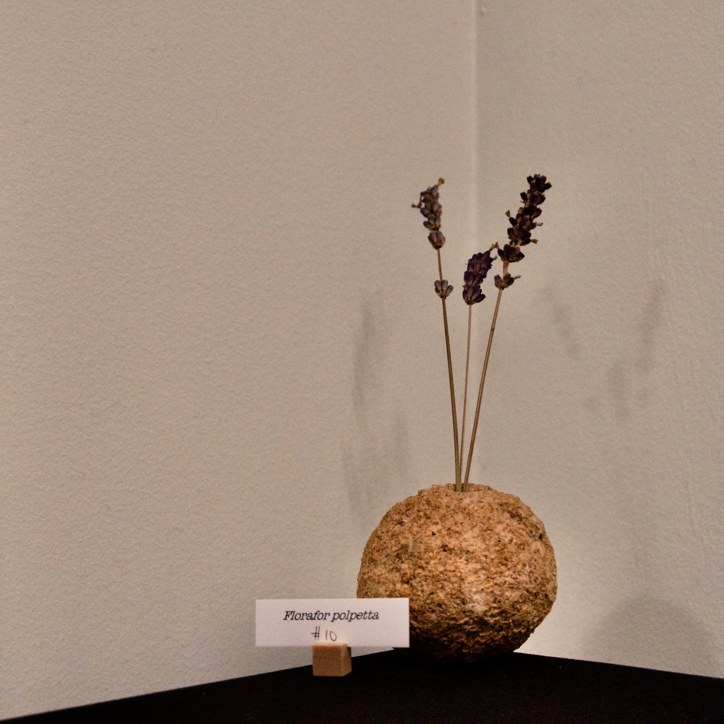 DSC03379.jpeg