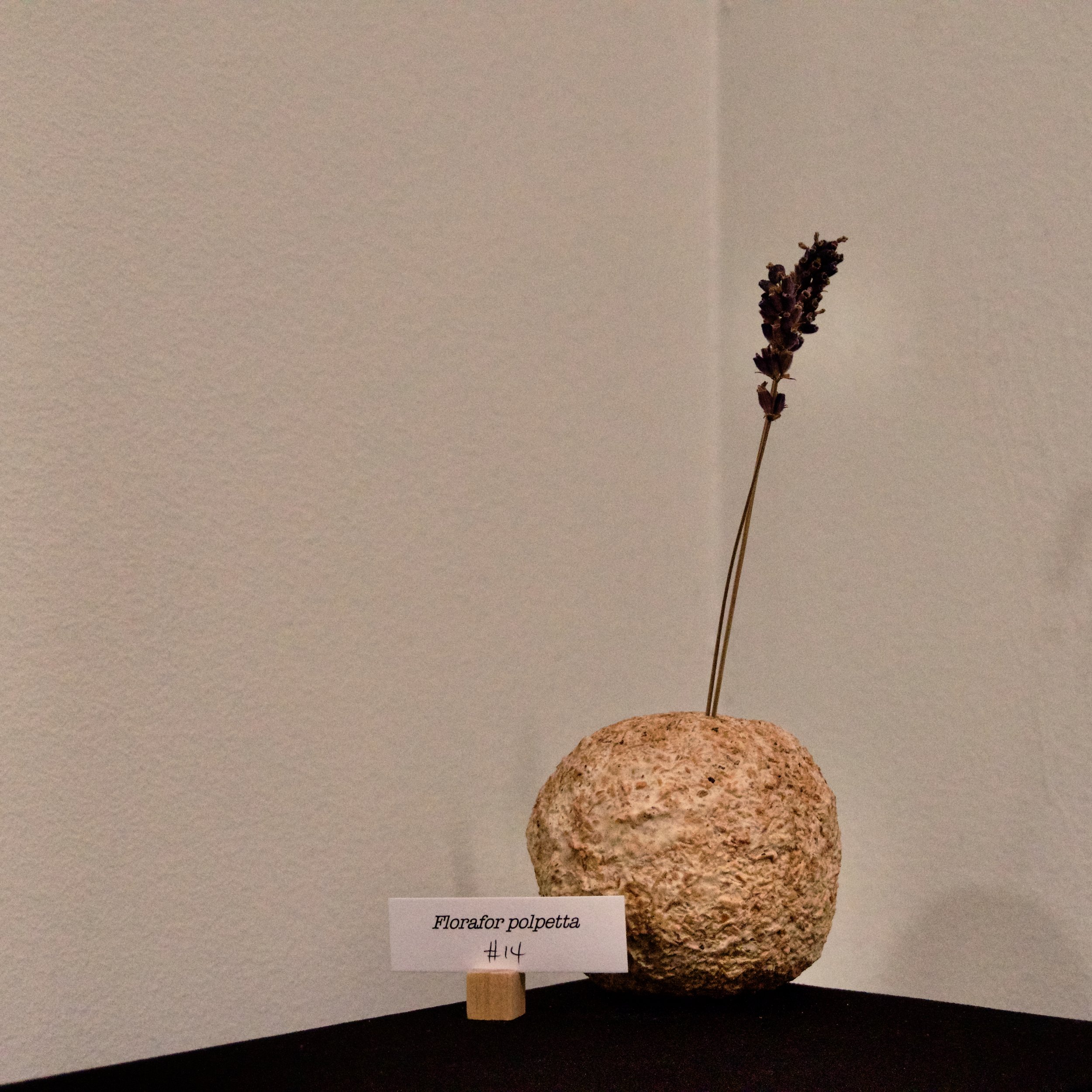 DSC03391.jpeg