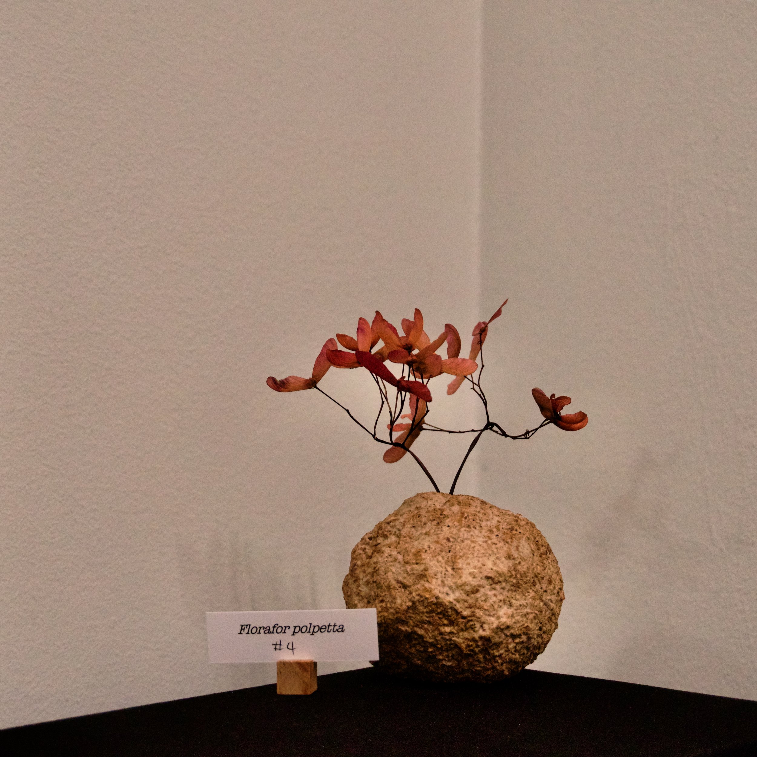 DSC03361.jpeg
