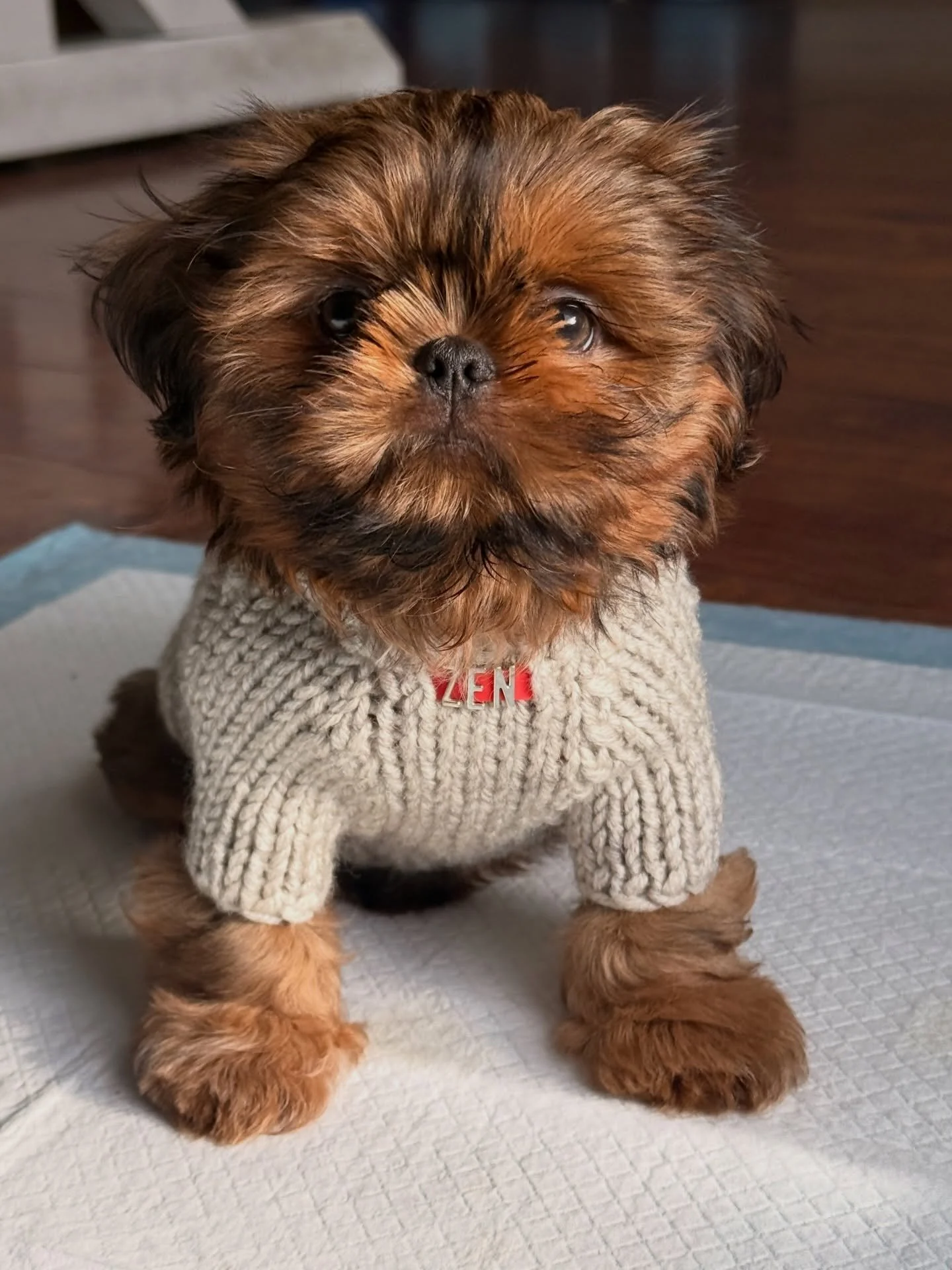 VIBE TRIBE!!! 🐾✨

Remember the Christmas gift I told you about? 🎄

Wellllll&hellip; he made his grand entrance on Valentine&rsquo;s Day 💘

Meet Zen &mdash; my Red Dobie Shih Tzu.
10 weeks. 3.9 lbs.
And already running the house 😂

I&rsquo;m over 