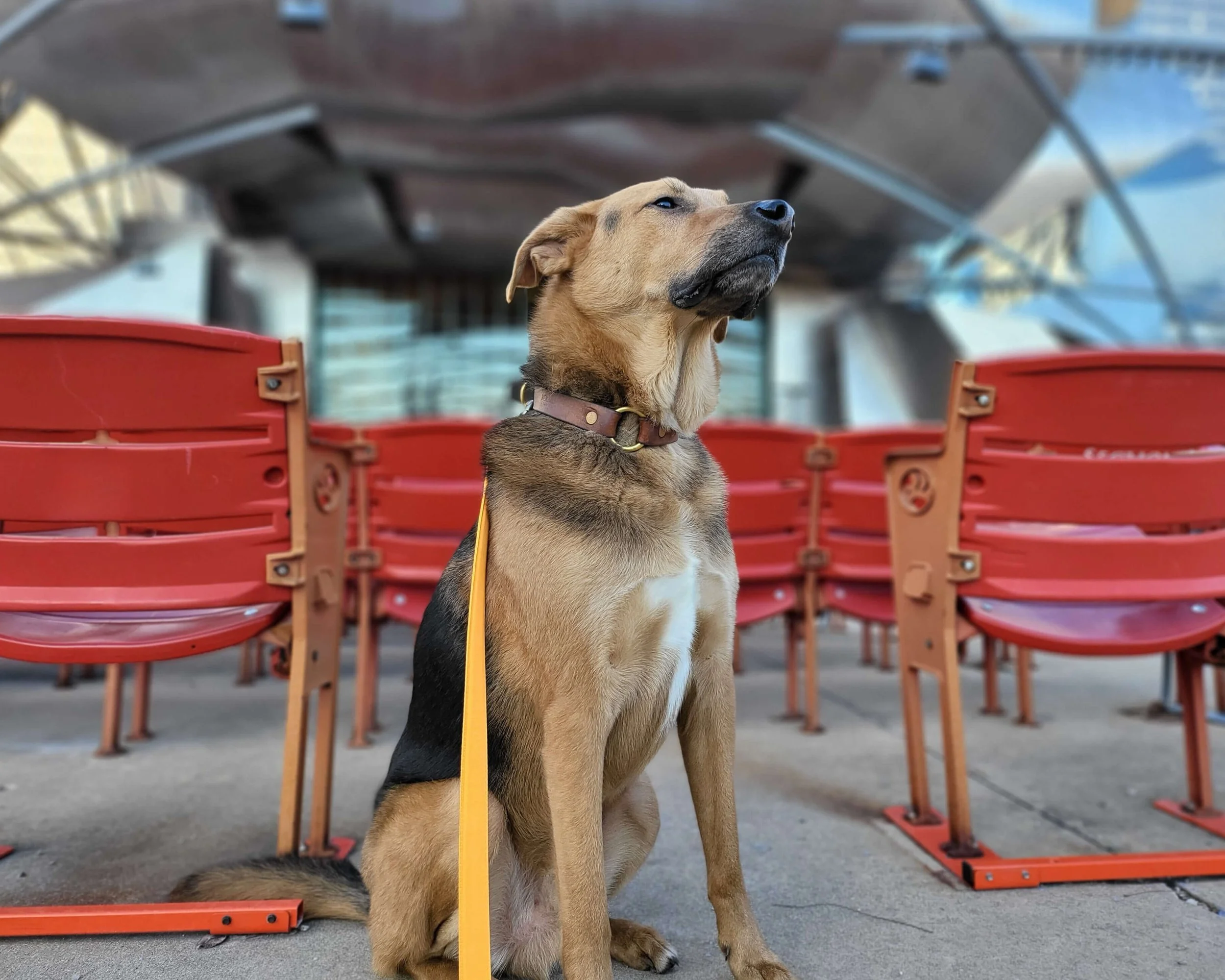 Cash, the team dog sitting on a concrete surface in front of red stadium seats, looking up with a confident expression in an outdoor setting.