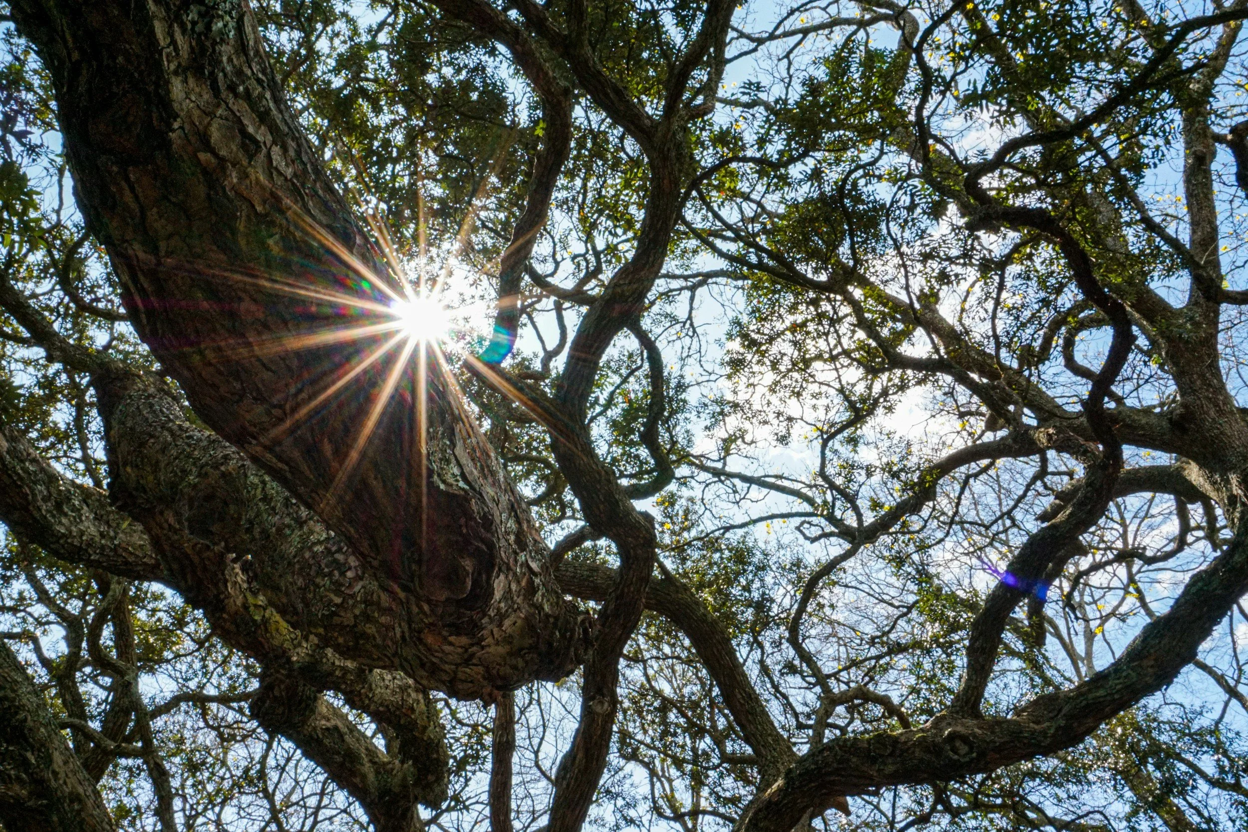 Sunlight shining through the branches of a large tree with a thick trunk and many twisting limbs against a partly cloudy sky.