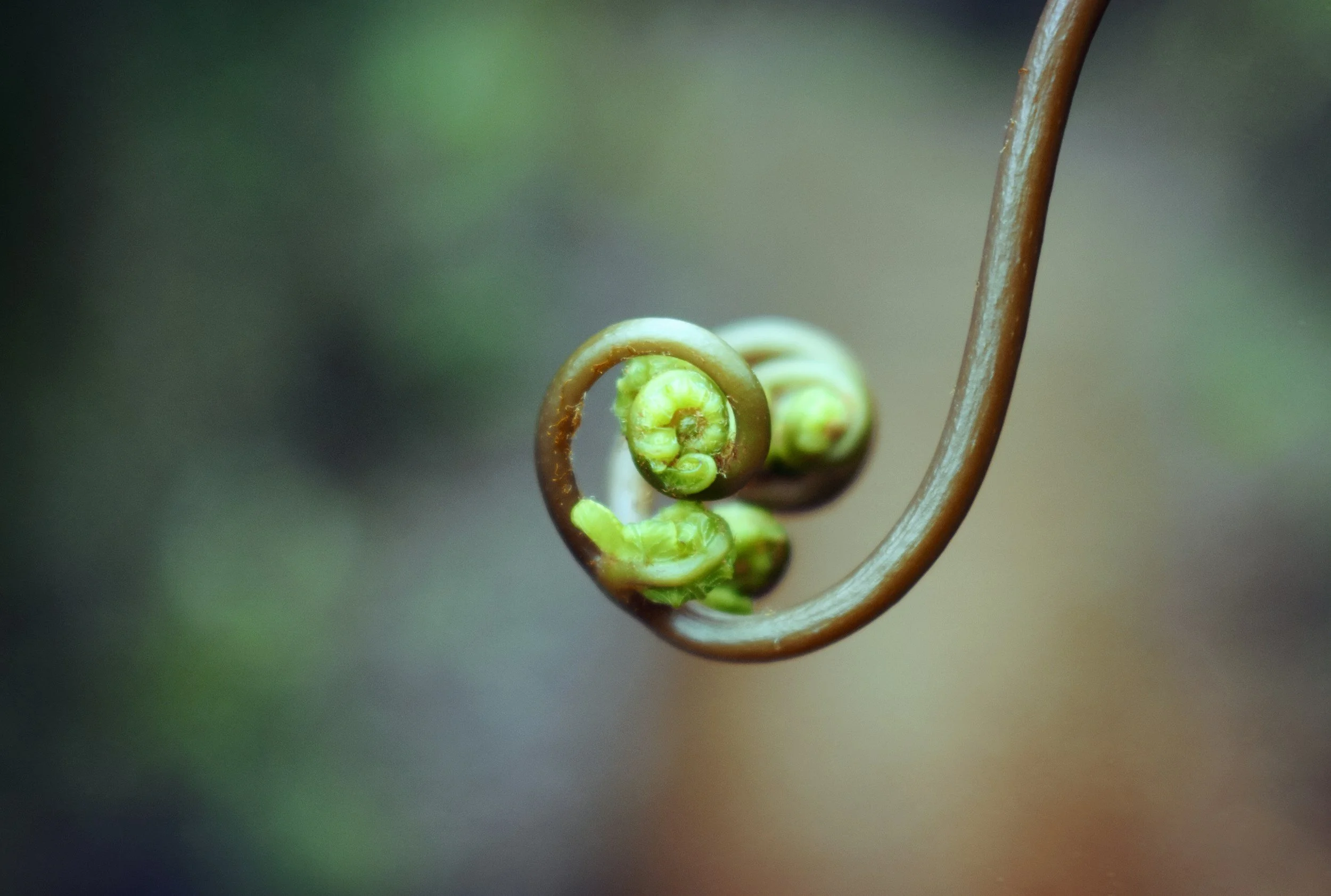 Close-up of a young fern frond curled into a spiral, displaying vibrant green new growth and a thin, brown tendril supporting it.