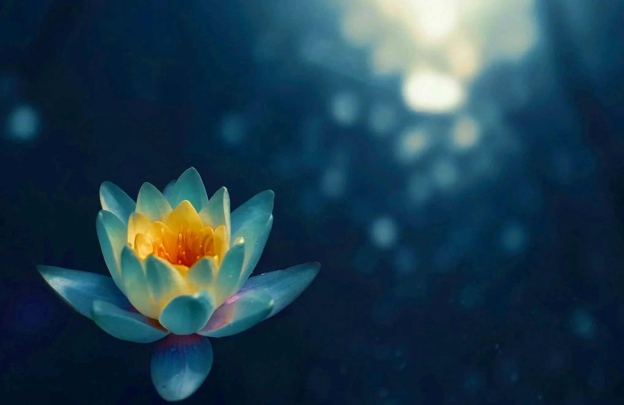 A single yellow and pink water lily floating on dark water with blurred light reflections in the background.