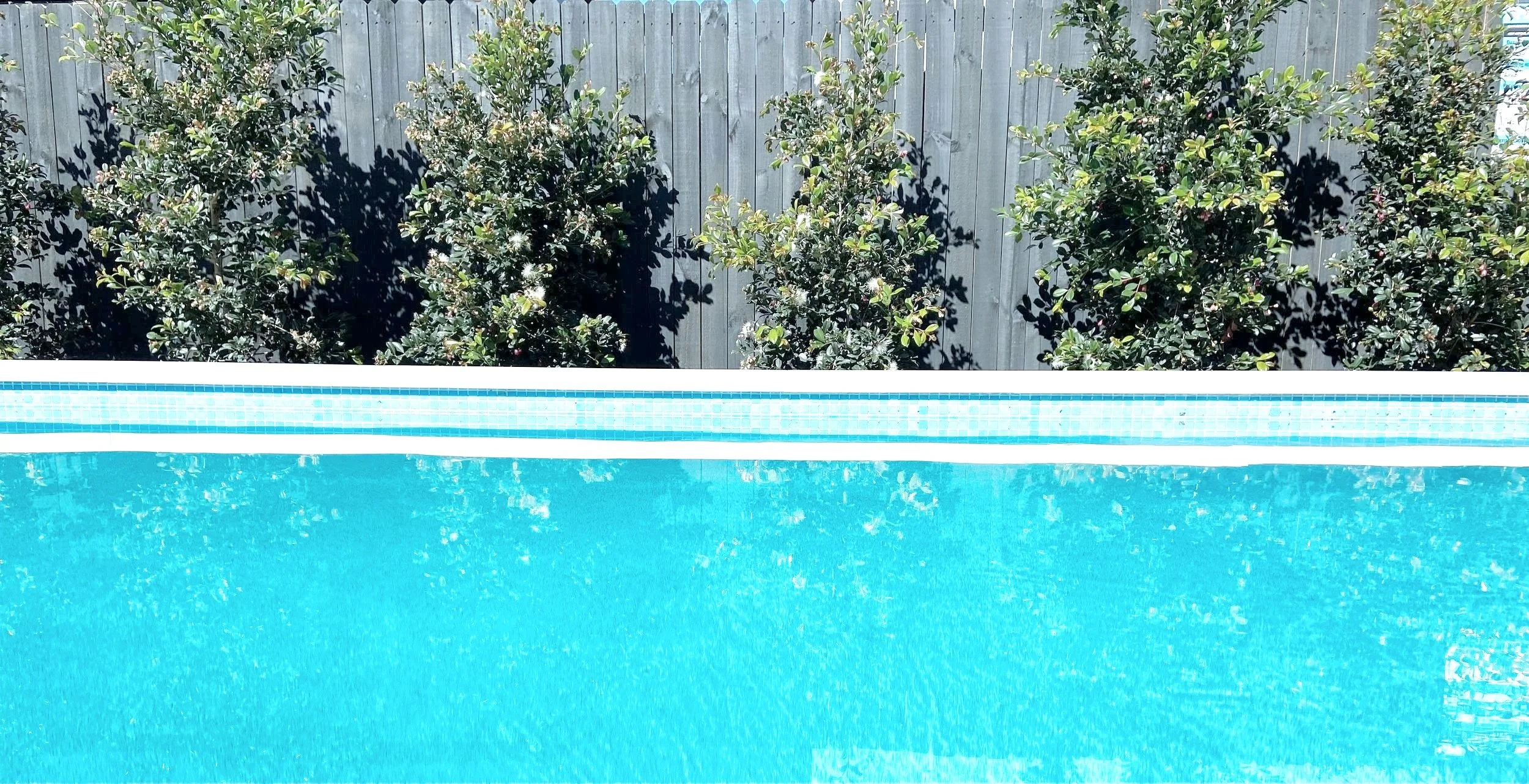 A swimming pool with clear blue water in front of a wooden fence and green bushes with small pink flowers.