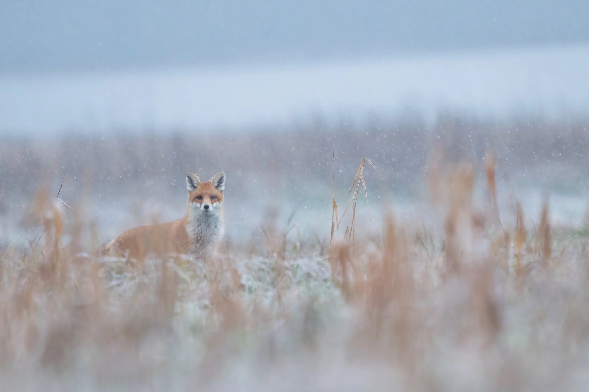 Ein Rotfuchs steht in einer nebeligen, grasbewachsenen Landschaft.